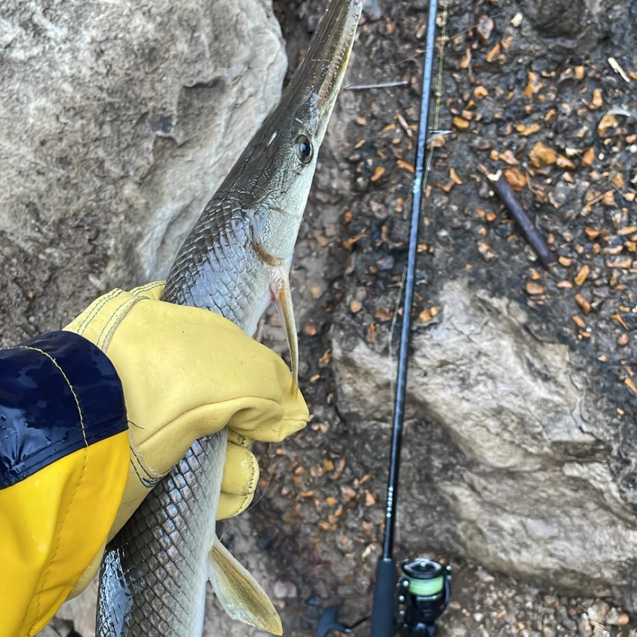 The most recent Shortnose gar catches on Fishbrain