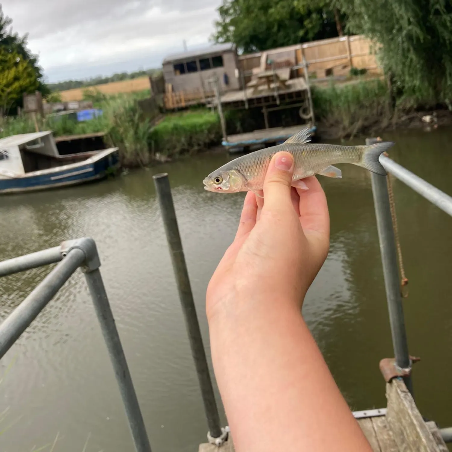 The most recent Common dace catches on Fishbrain