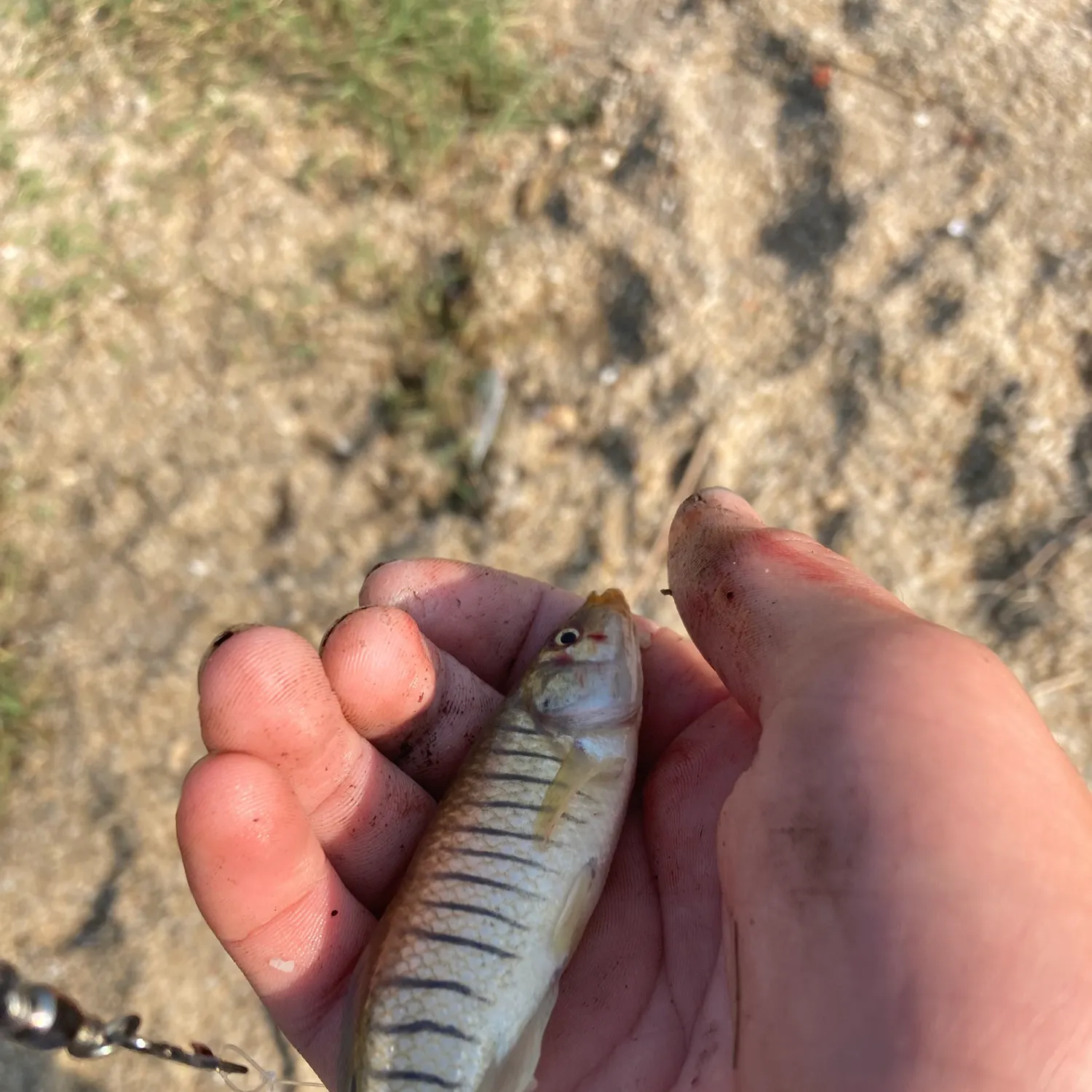 The most recent Banded killifish catches on Fishbrain