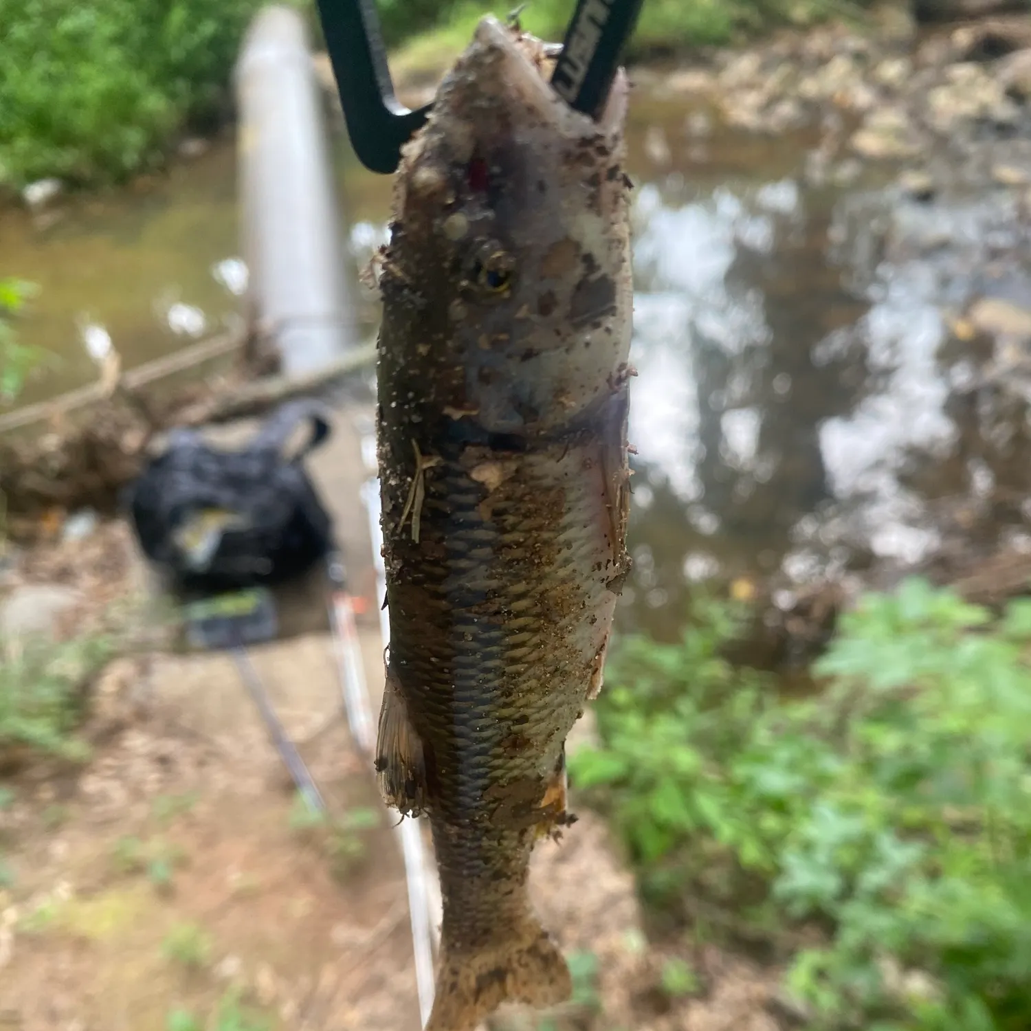 The most recent Striped shiner catches on Fishbrain