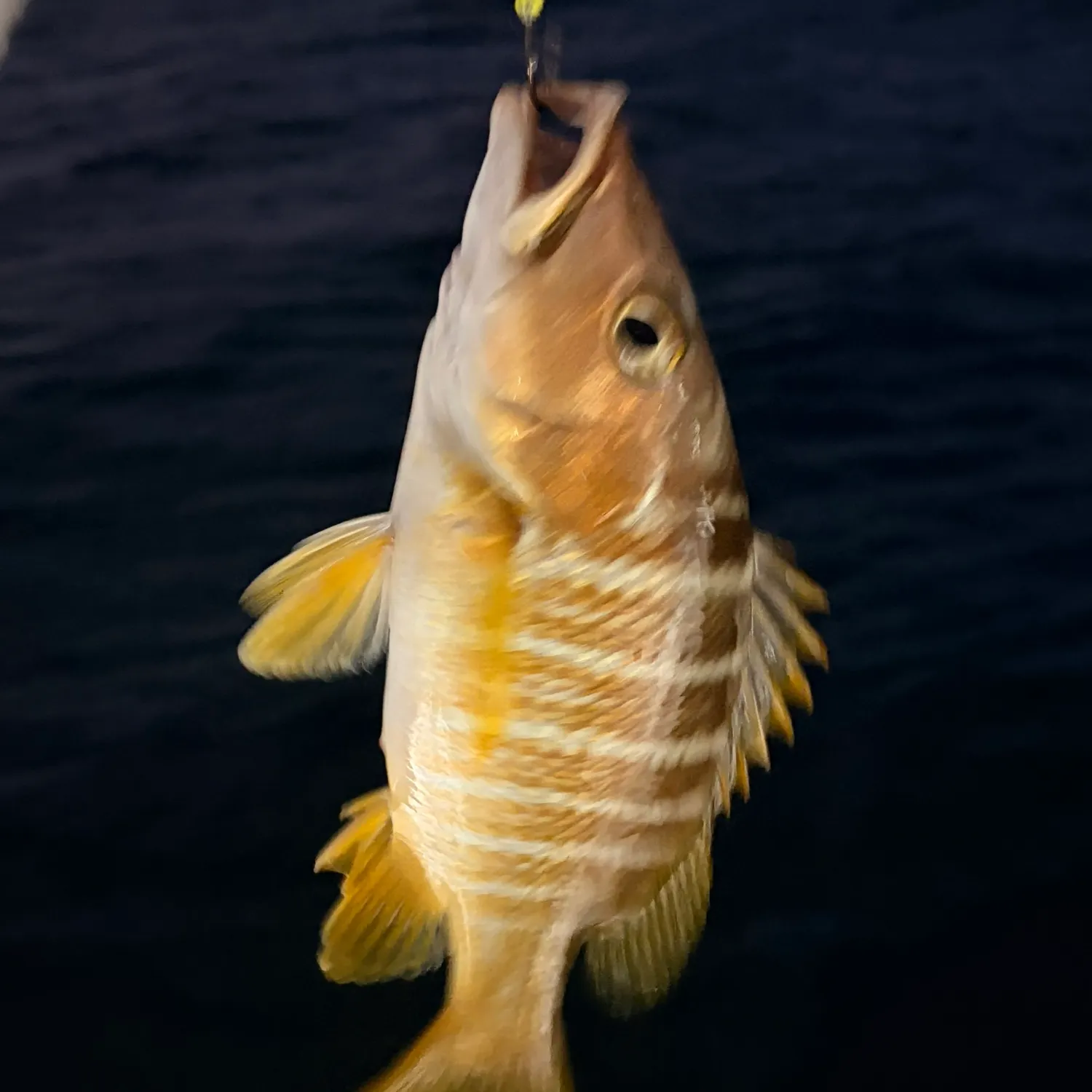 The most recent Schoolmaster snapper catches on Fishbrain