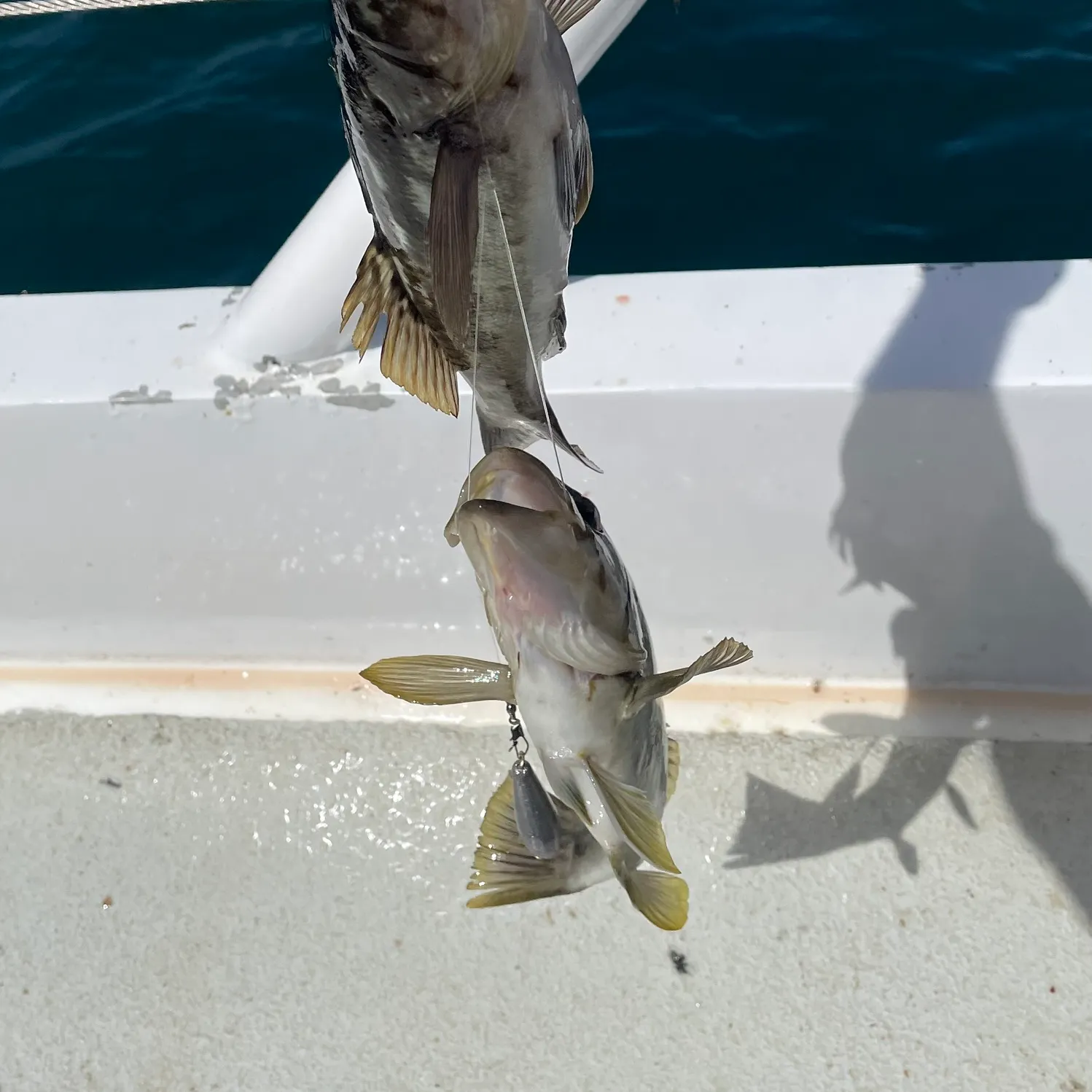 The most recent Kelp bass catches on Fishbrain