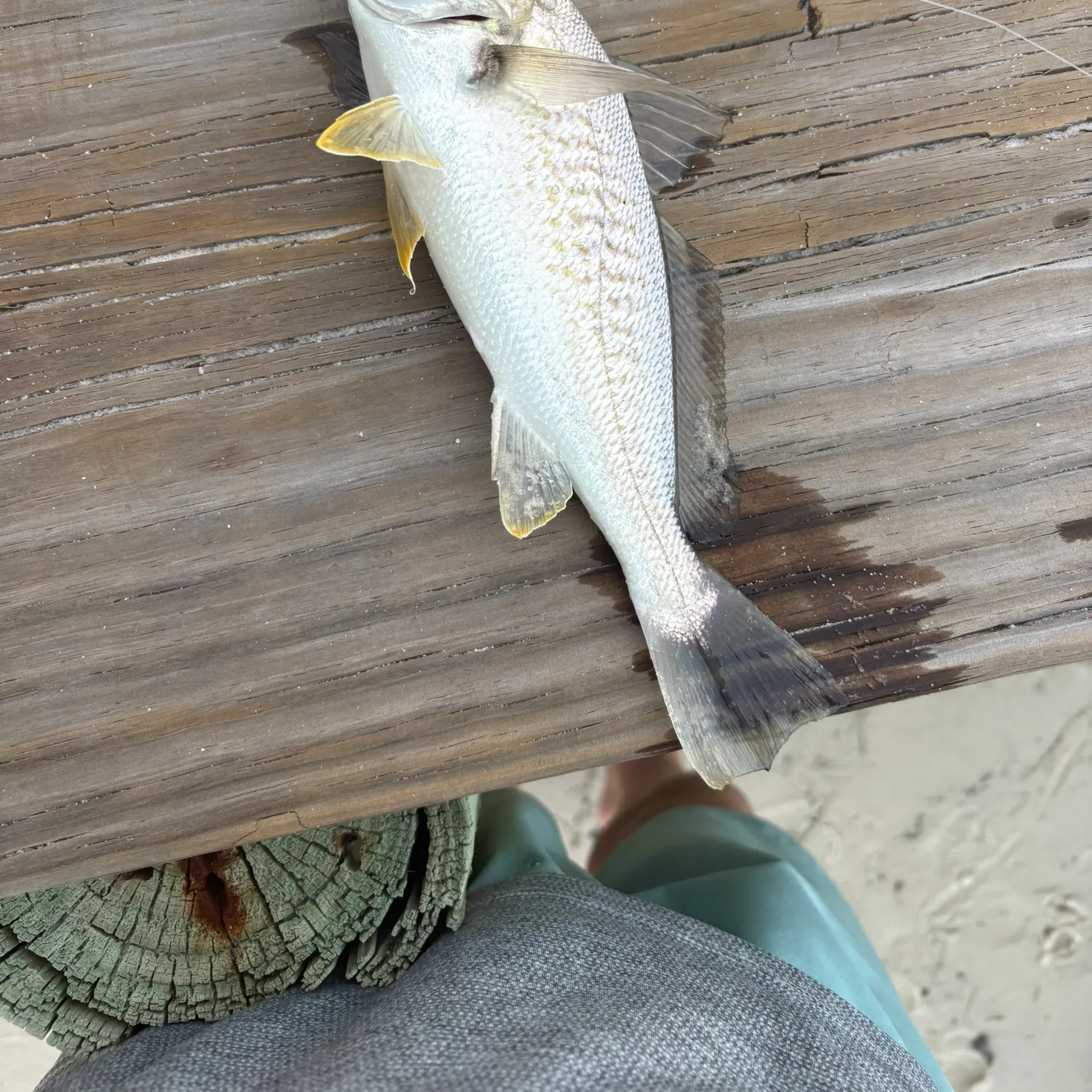 Atlantic croaker caught on Fishbrain