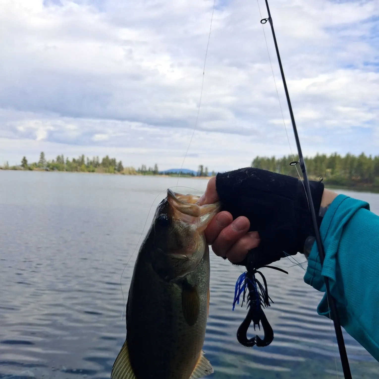 Largemouth bass caught on Fishbrain