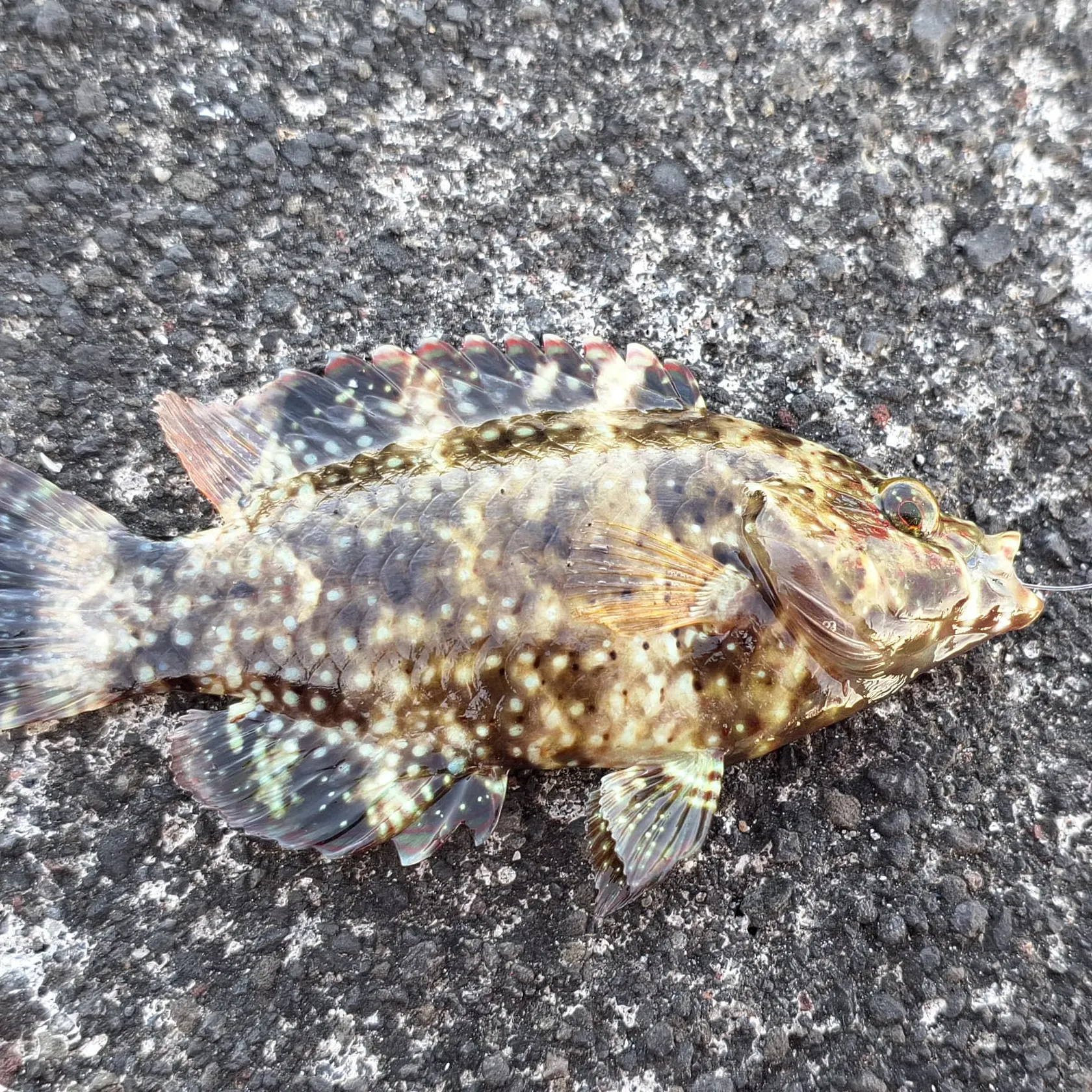 The most recent Floral wrasse catches on Fishbrain