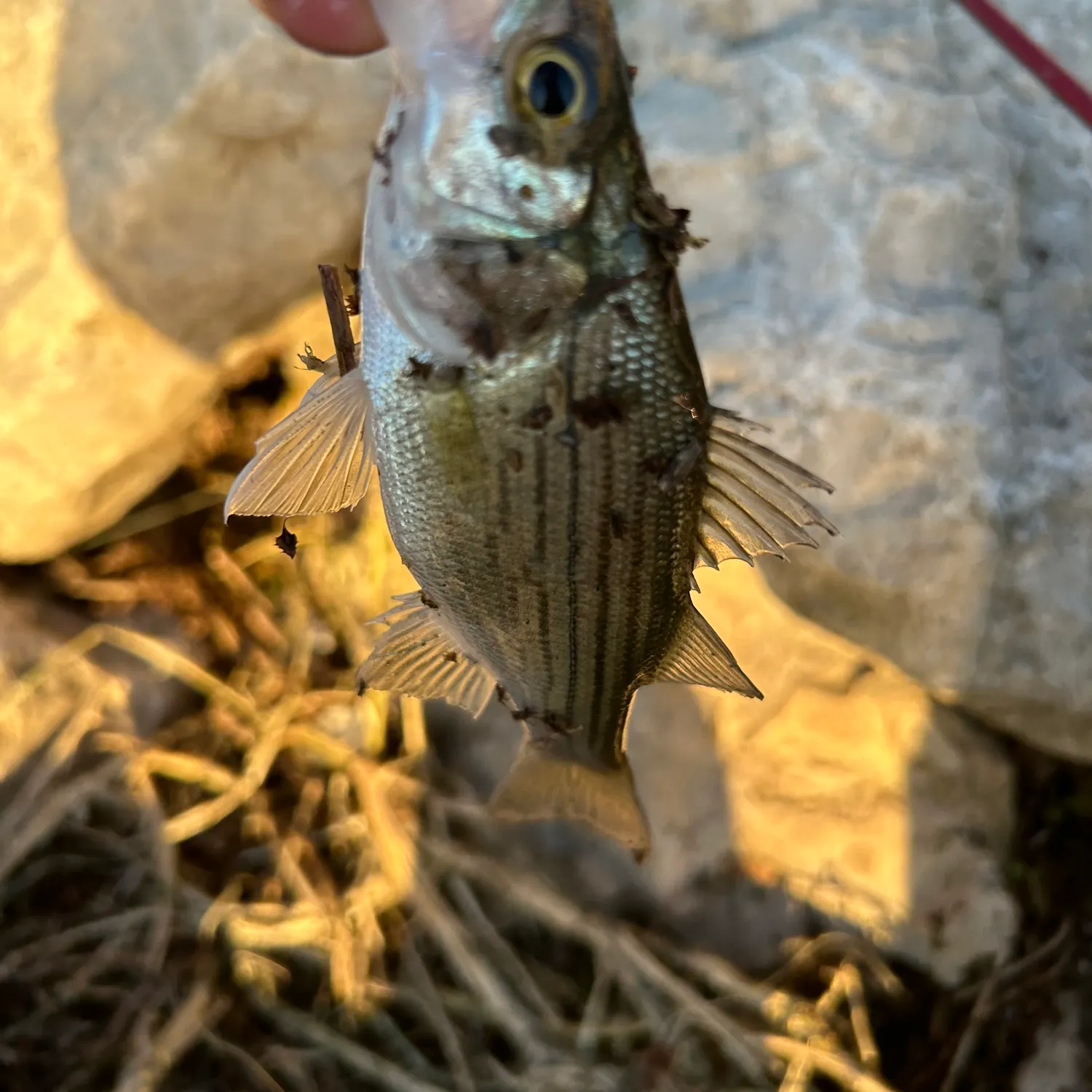 White bass caught on Fishbrain
