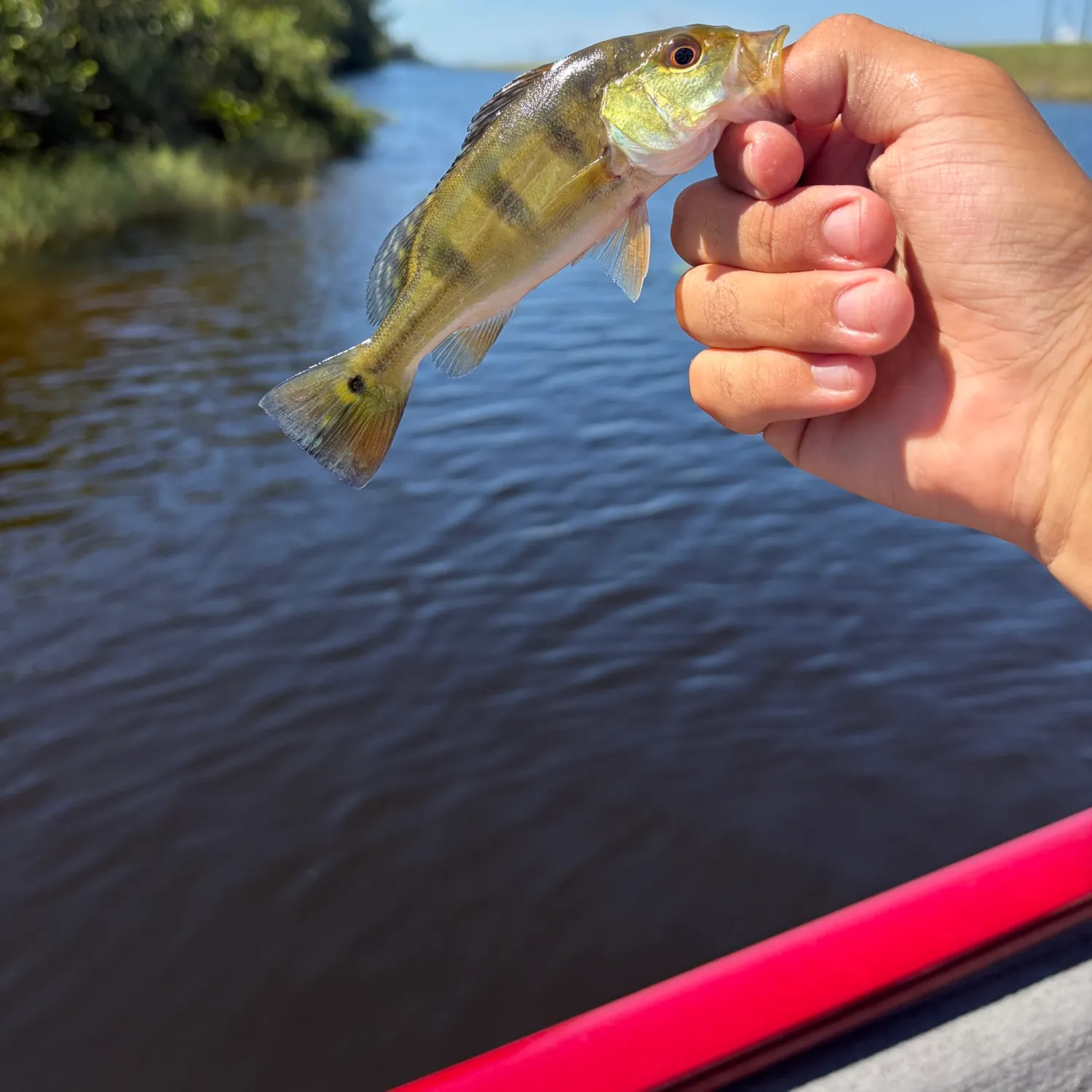 Butterfly peacock bass caught on Fishbrain