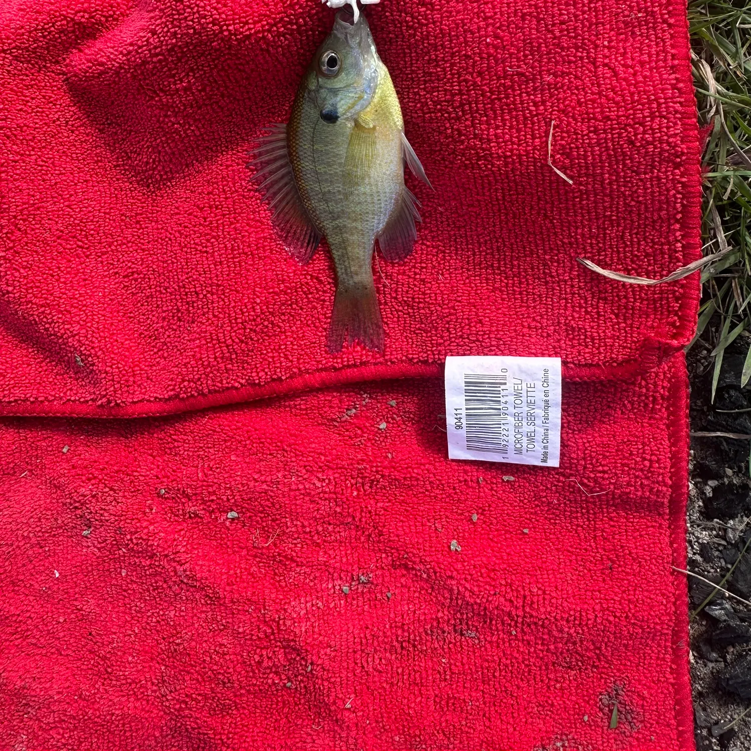 Bluegill caught on Fishbrain