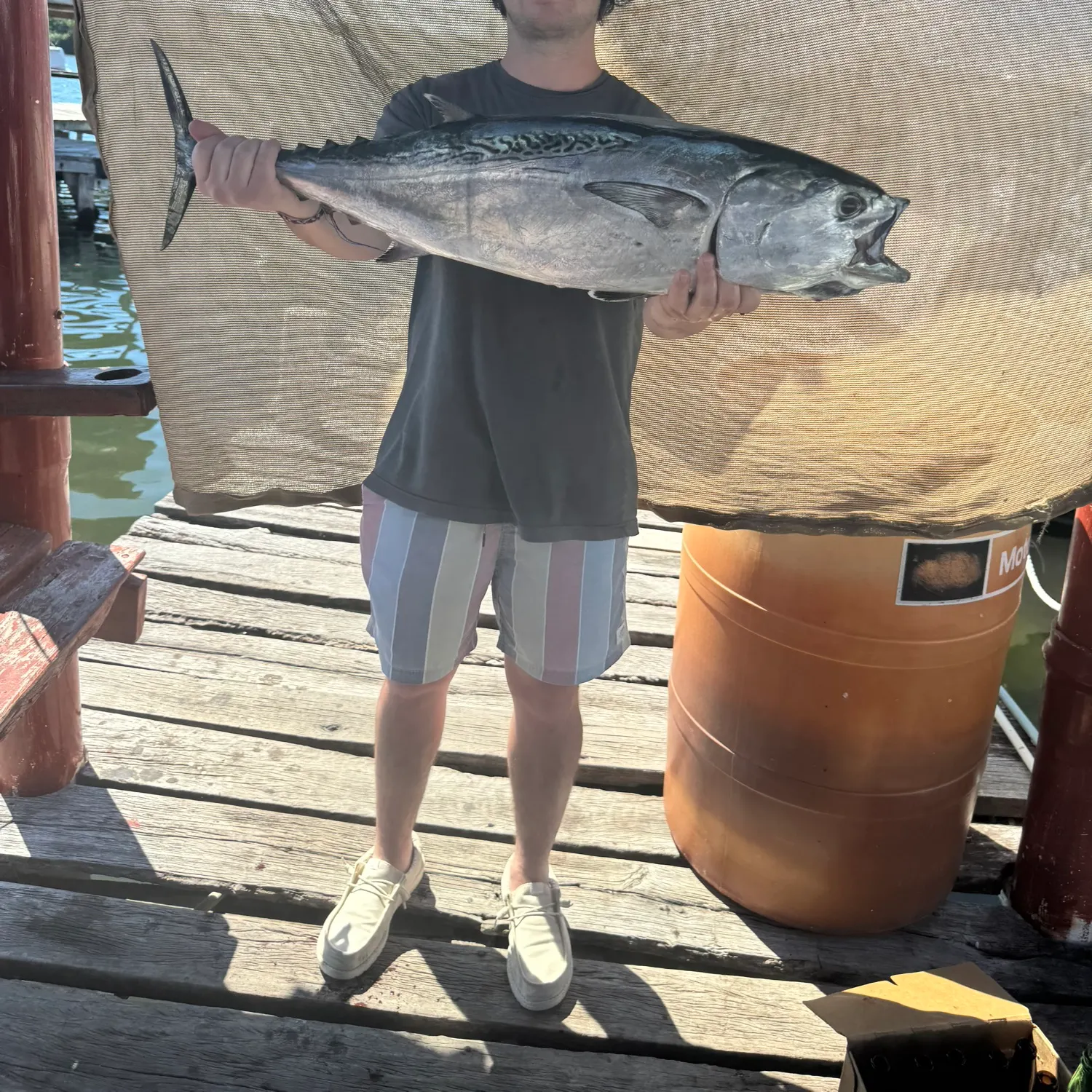 The most recent Little tunny catches on Fishbrain