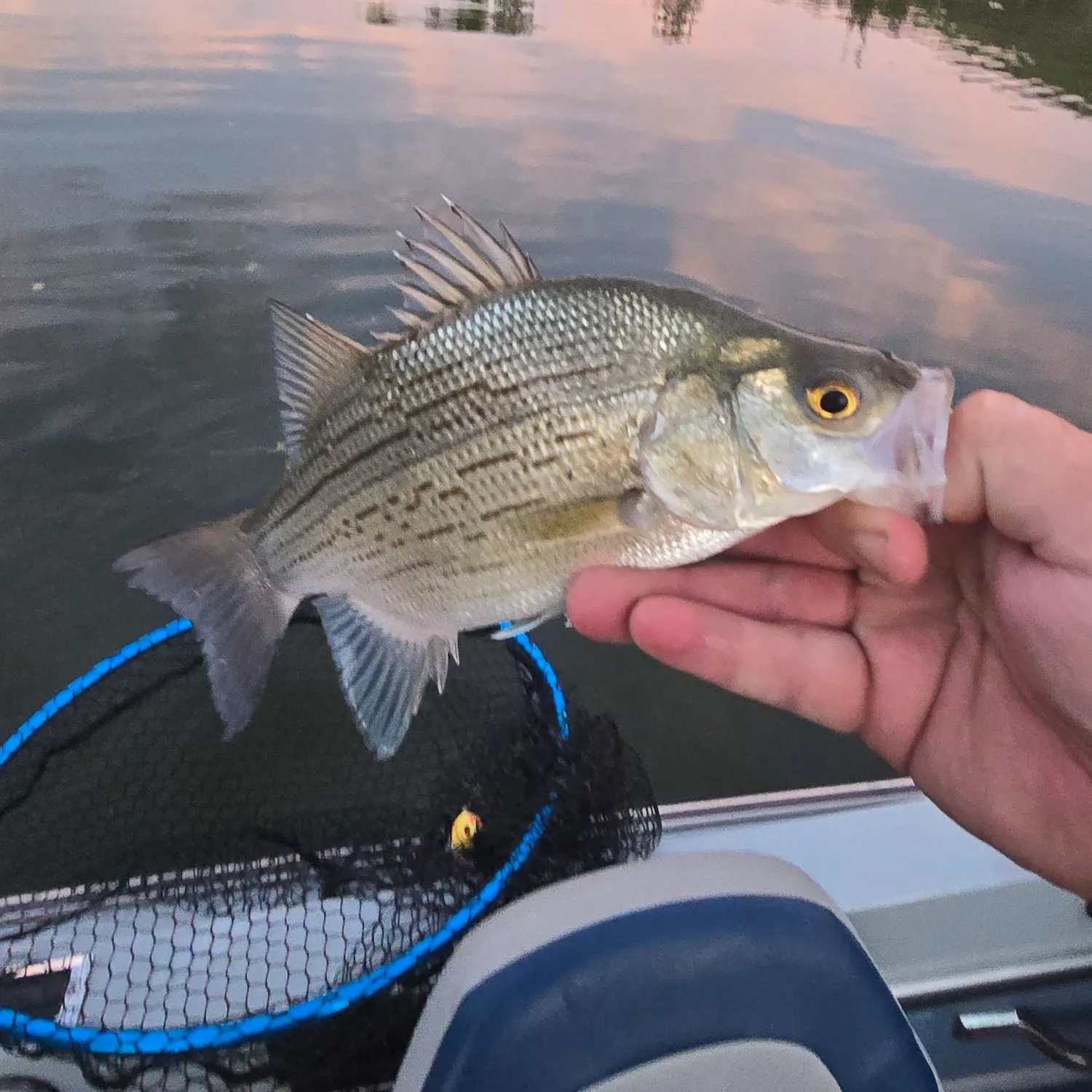 The most recent White bass catches on Fishbrain