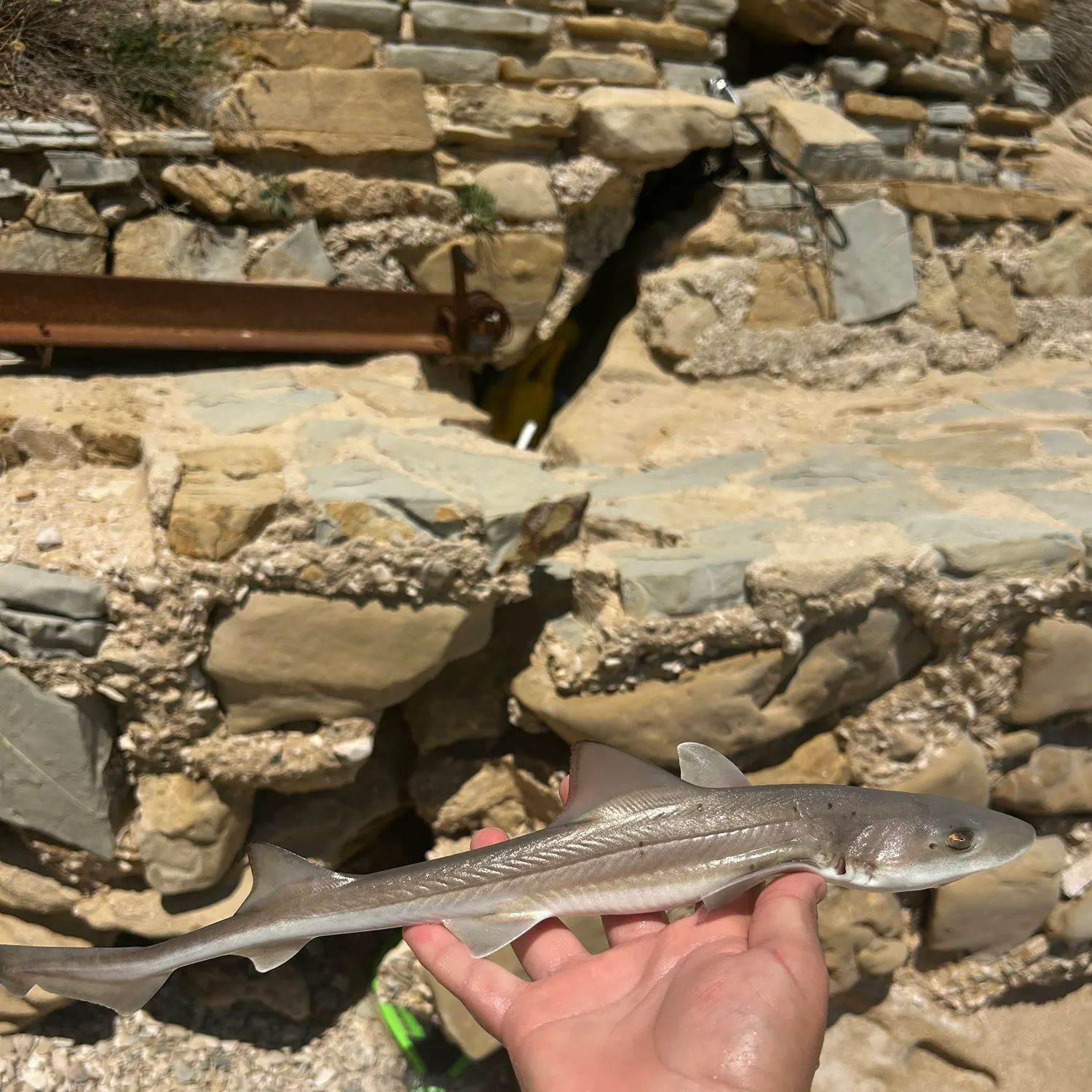 The most recent Dumb gulper shark catches on Fishbrain