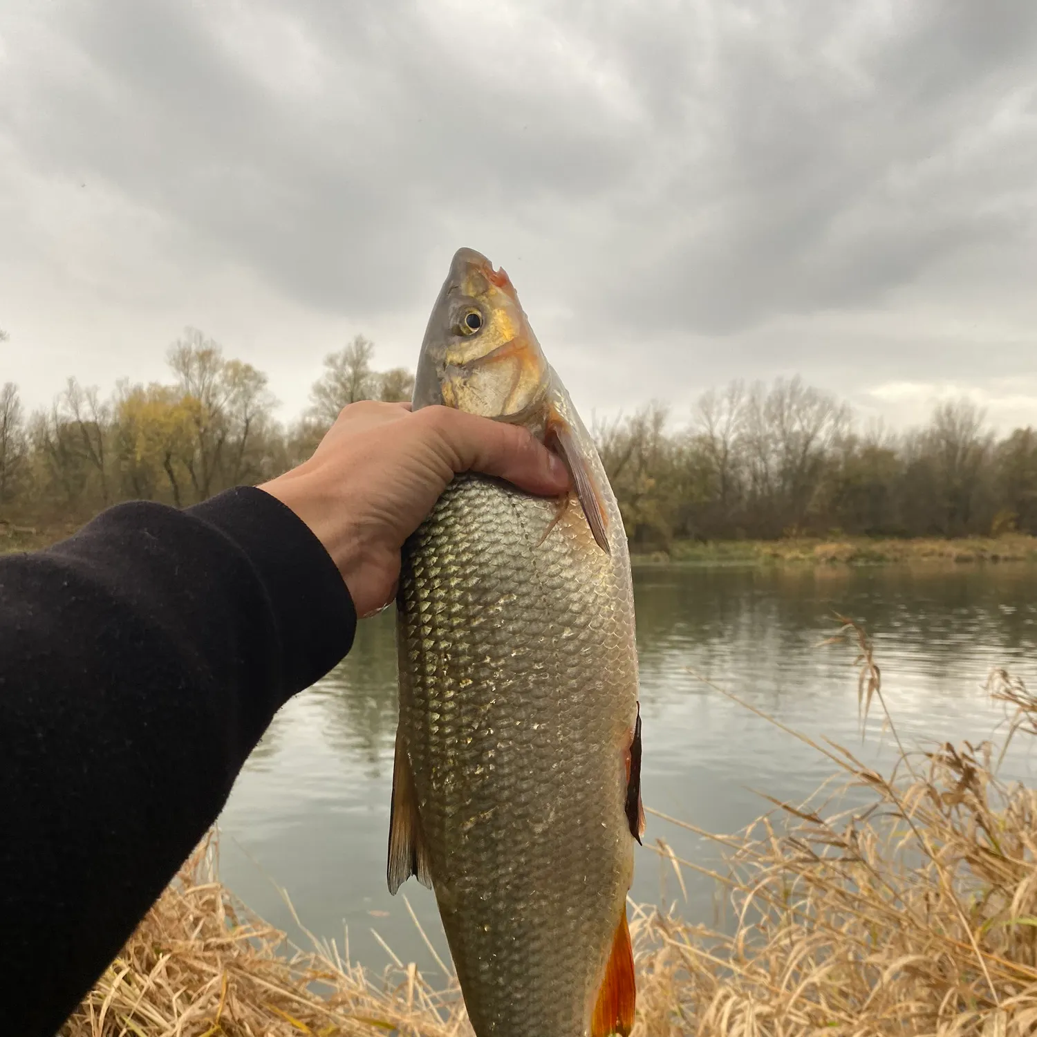 The most recent Common nase catches on Fishbrain