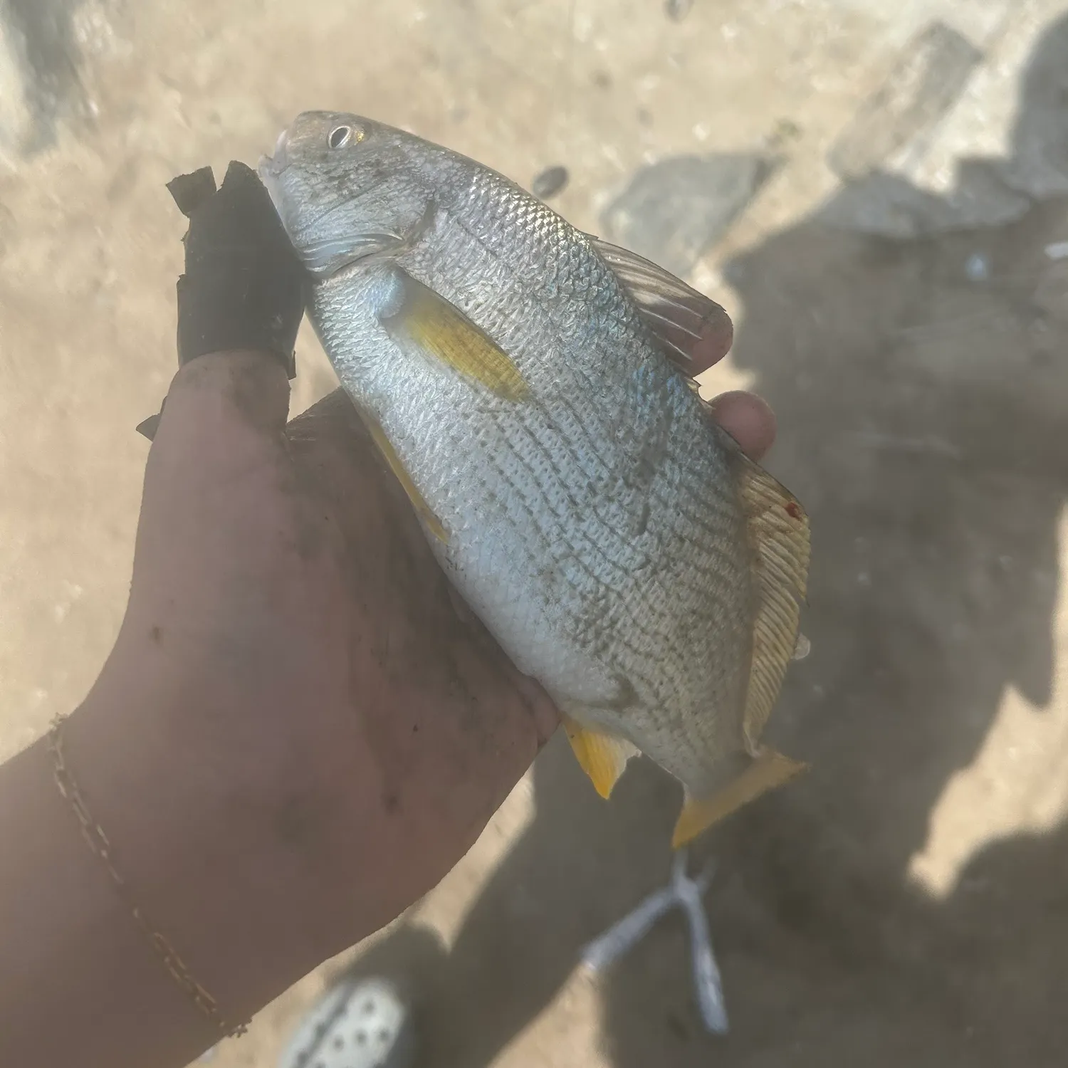 The most recent Yellowfin croaker catches on Fishbrain