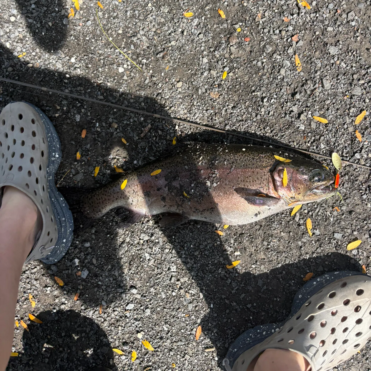 Rainbow trout caught on Fishbrain