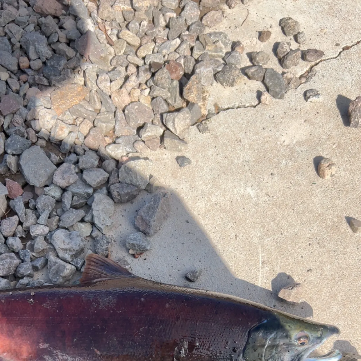 The most recent Kokanee salmon catches on Fishbrain