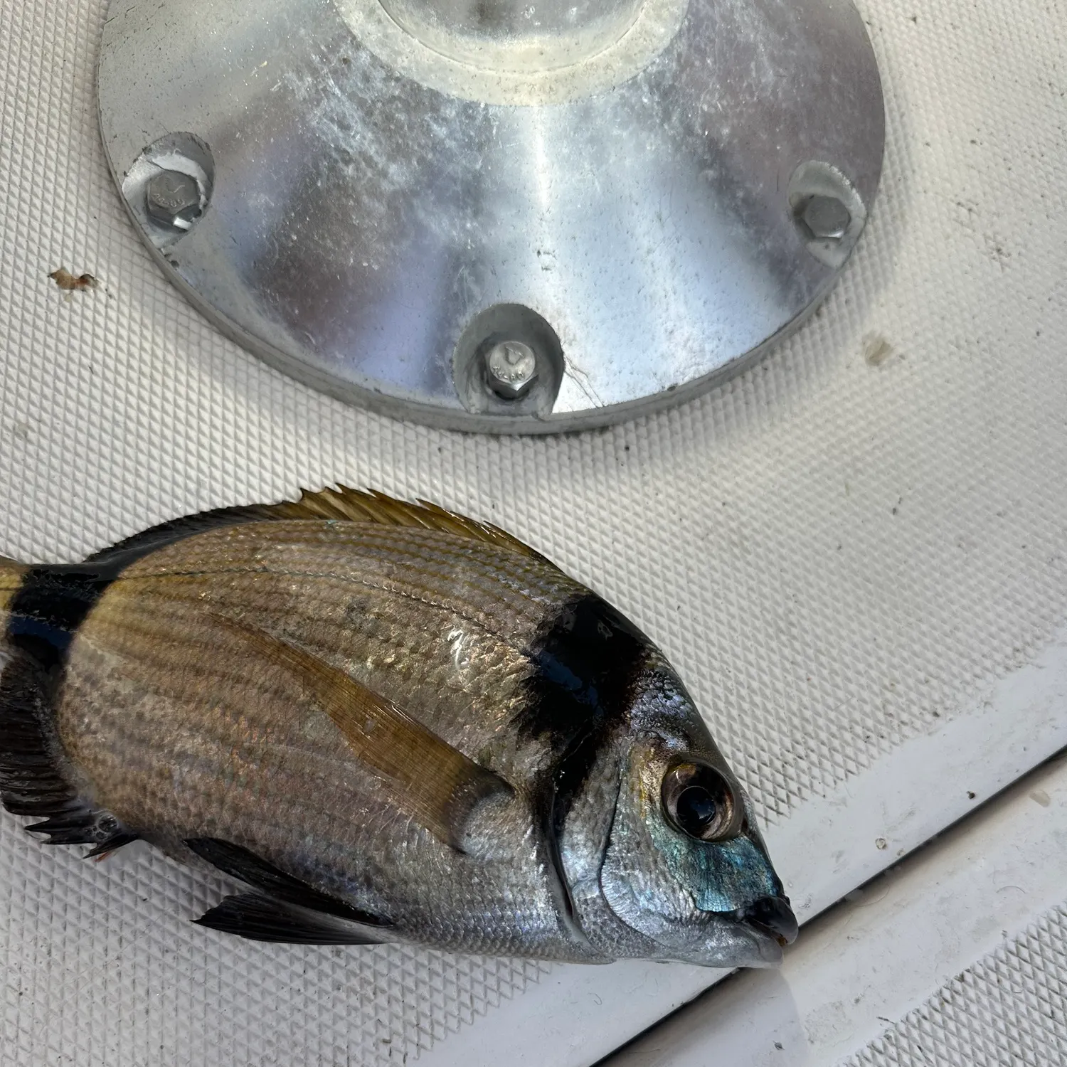 The most popular recent White seabream catch on Fishbrain