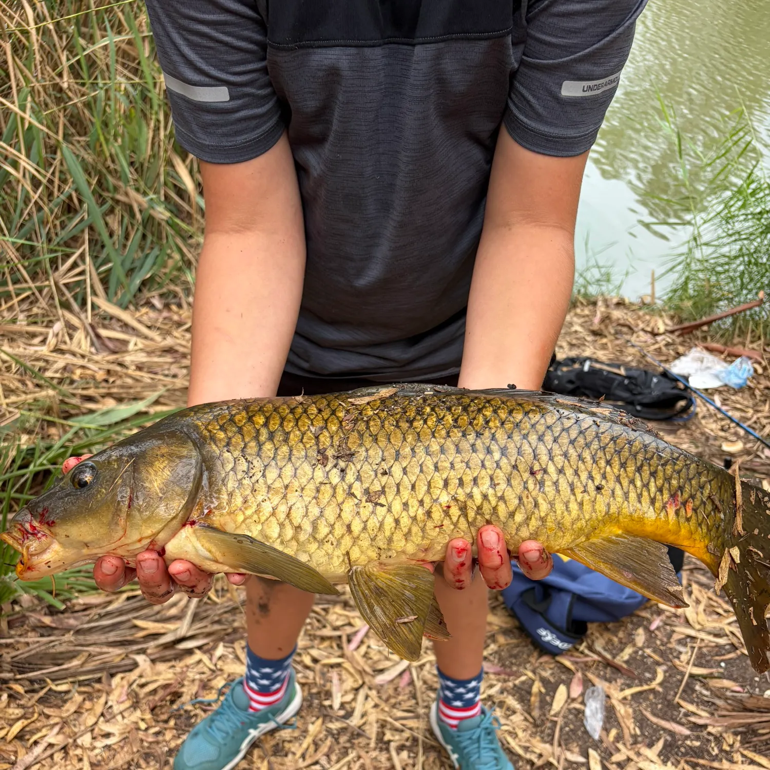 Common carp caught on Fishbrain