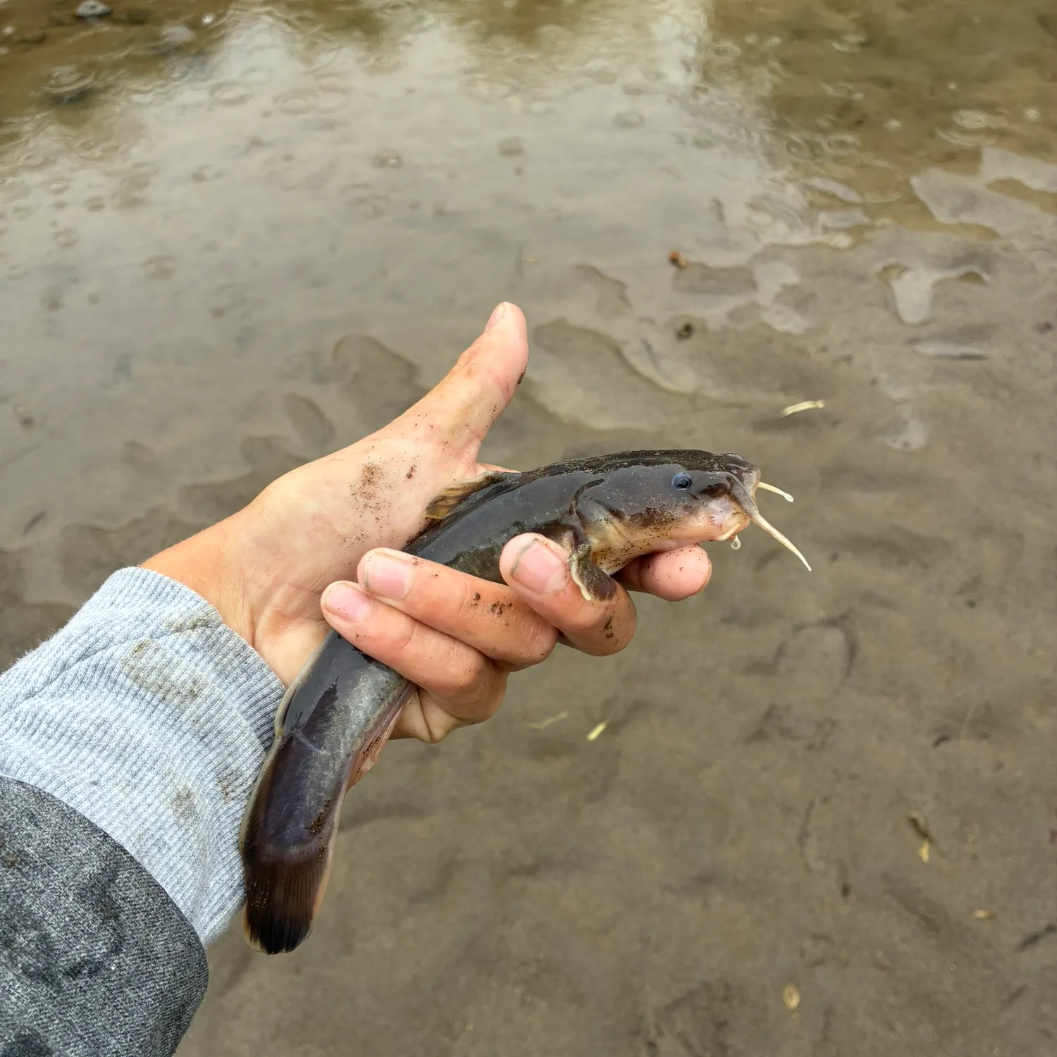 The most recent Stonecat catches on Fishbrain