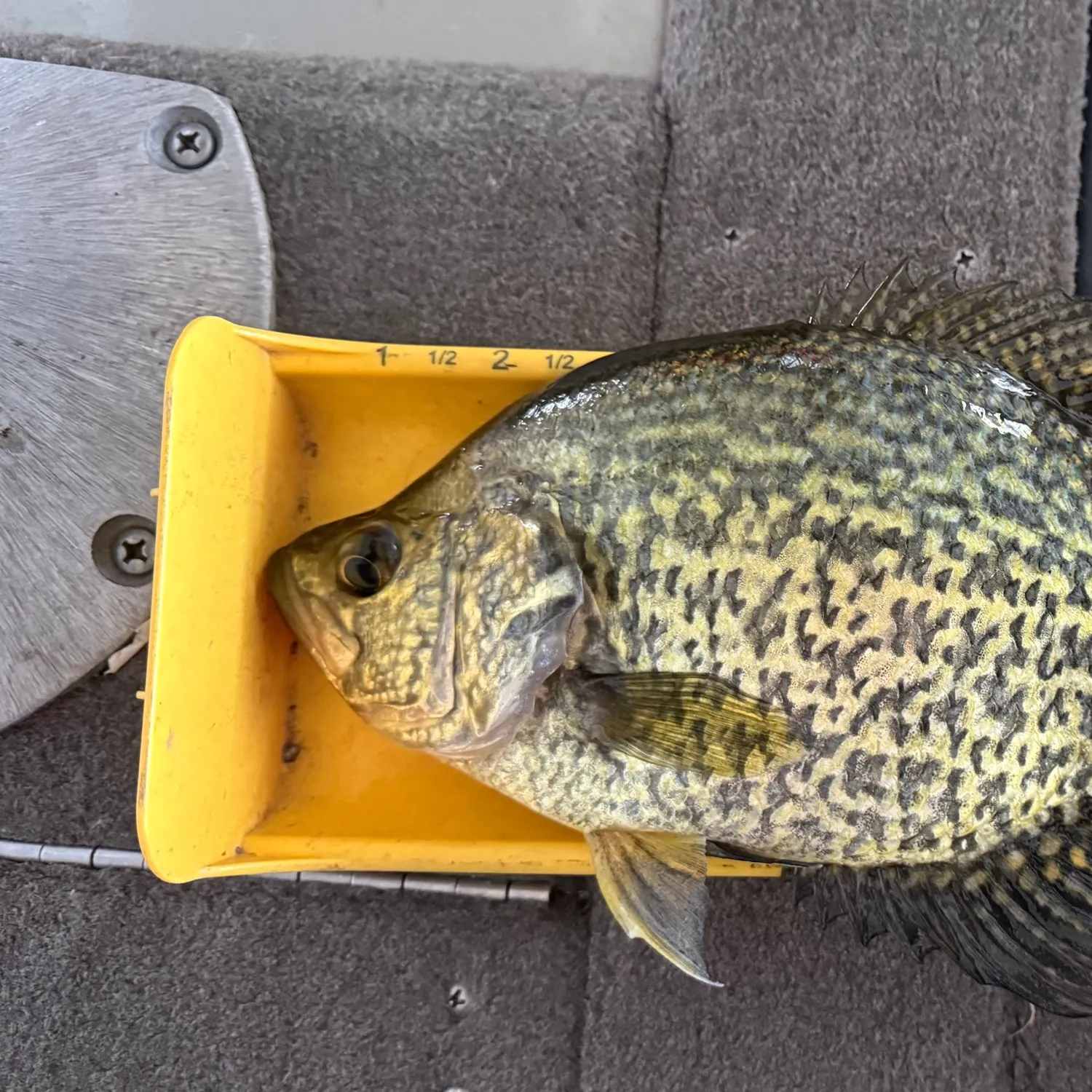 Black crappie caught on Fishbrain