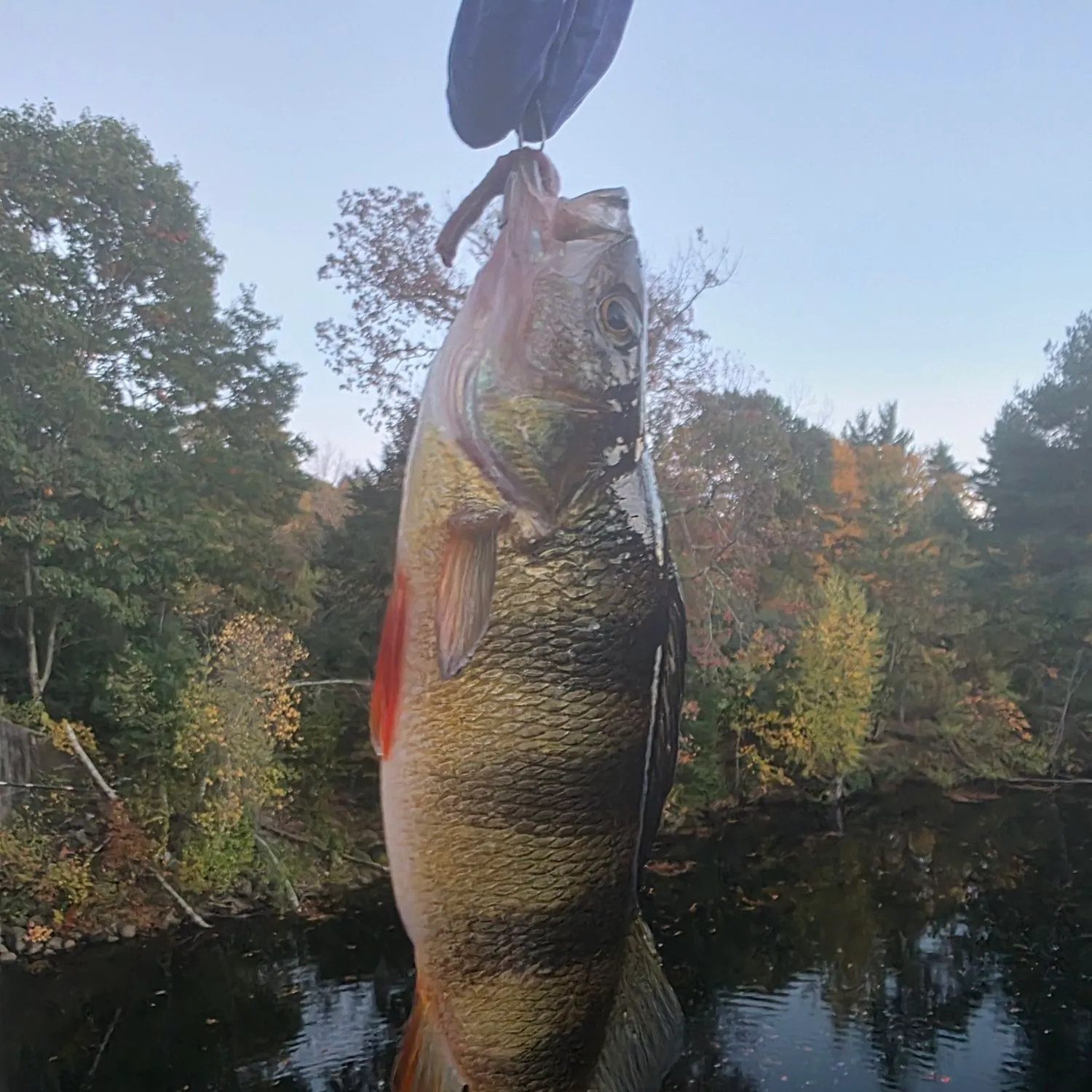 Yellow perch caught on Fishbrain