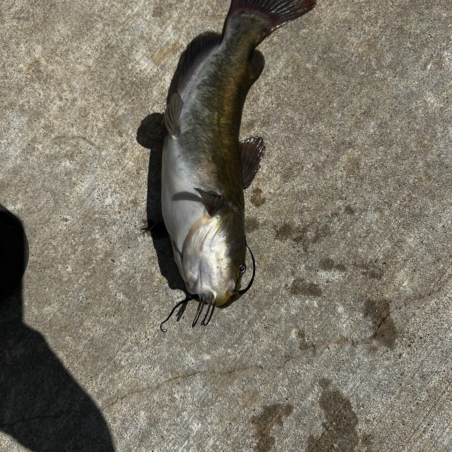 Fish caught on Fishbrain