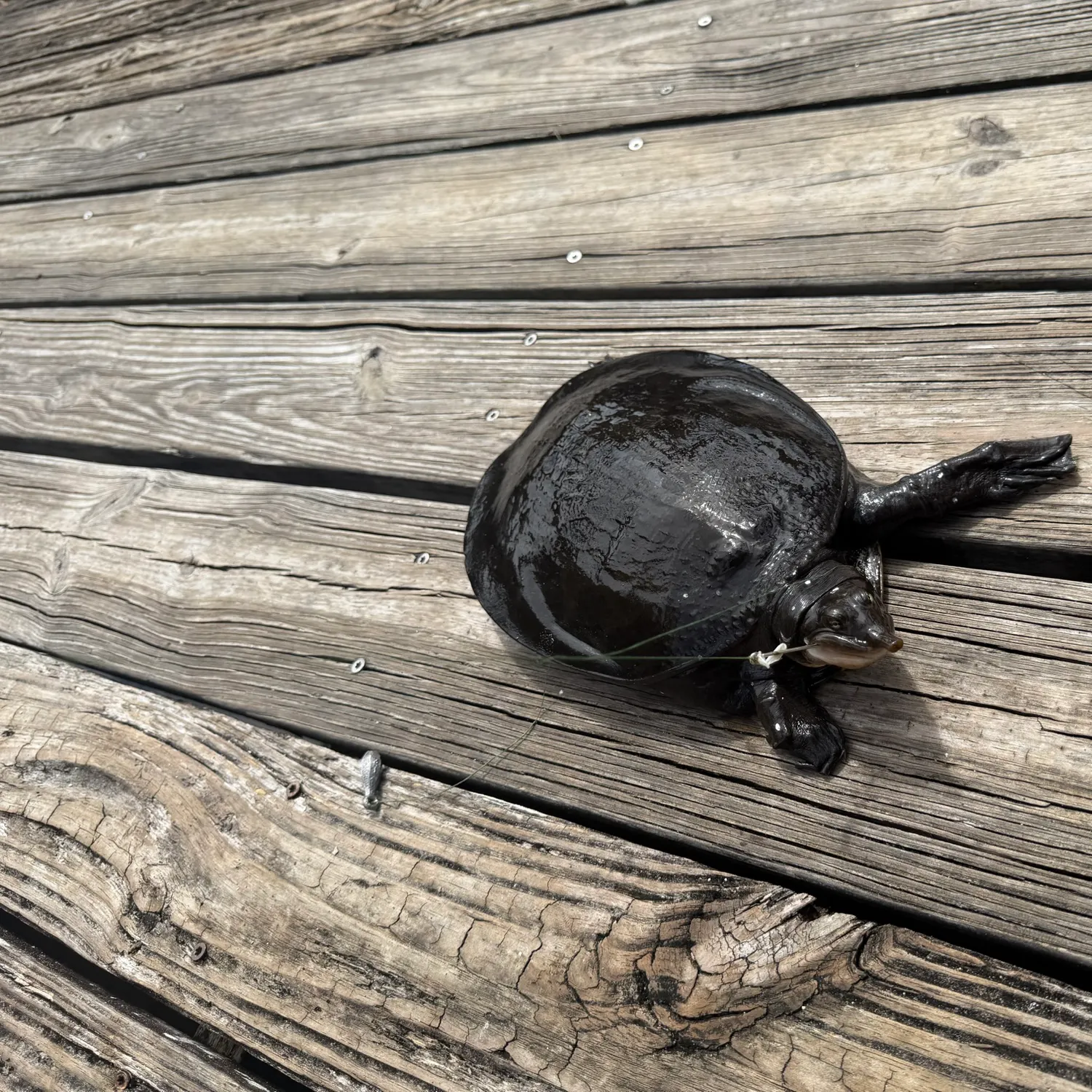 The most recent Florida softshell turtle catches on Fishbrain