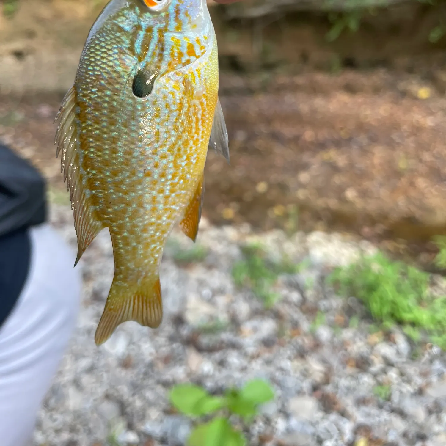 Longear sunfish caught on Fishbrain