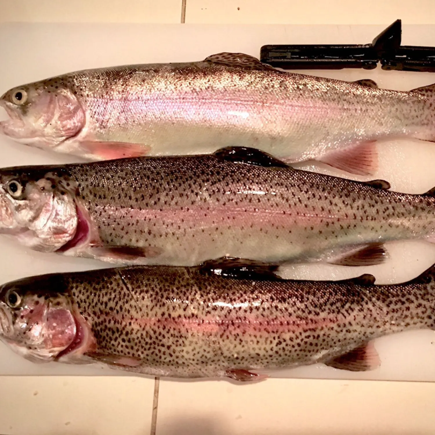 recently logged catches