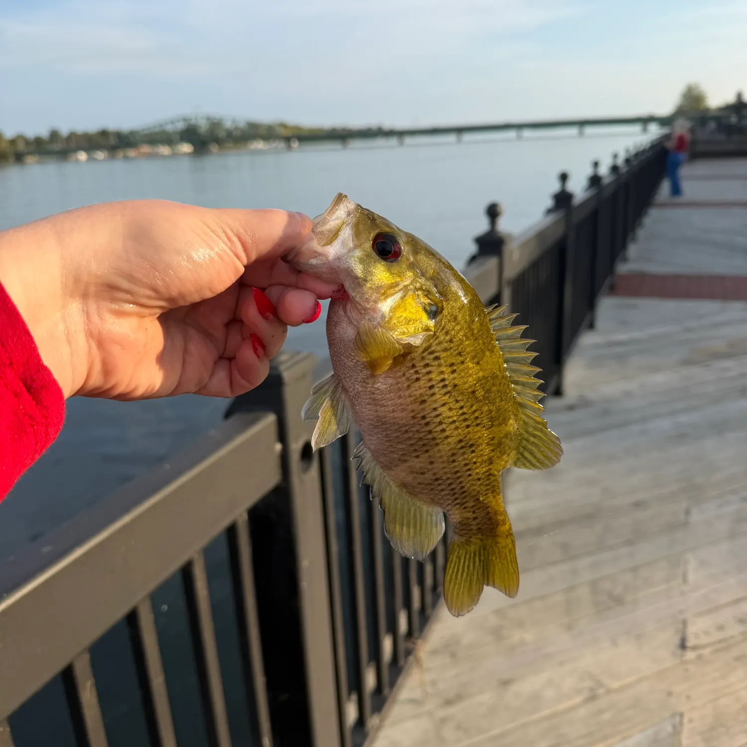 Rock bass caught on Fishbrain