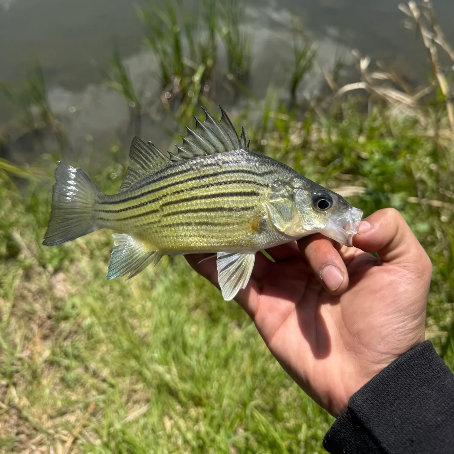 The most recent Yellow bass catches on Fishbrain