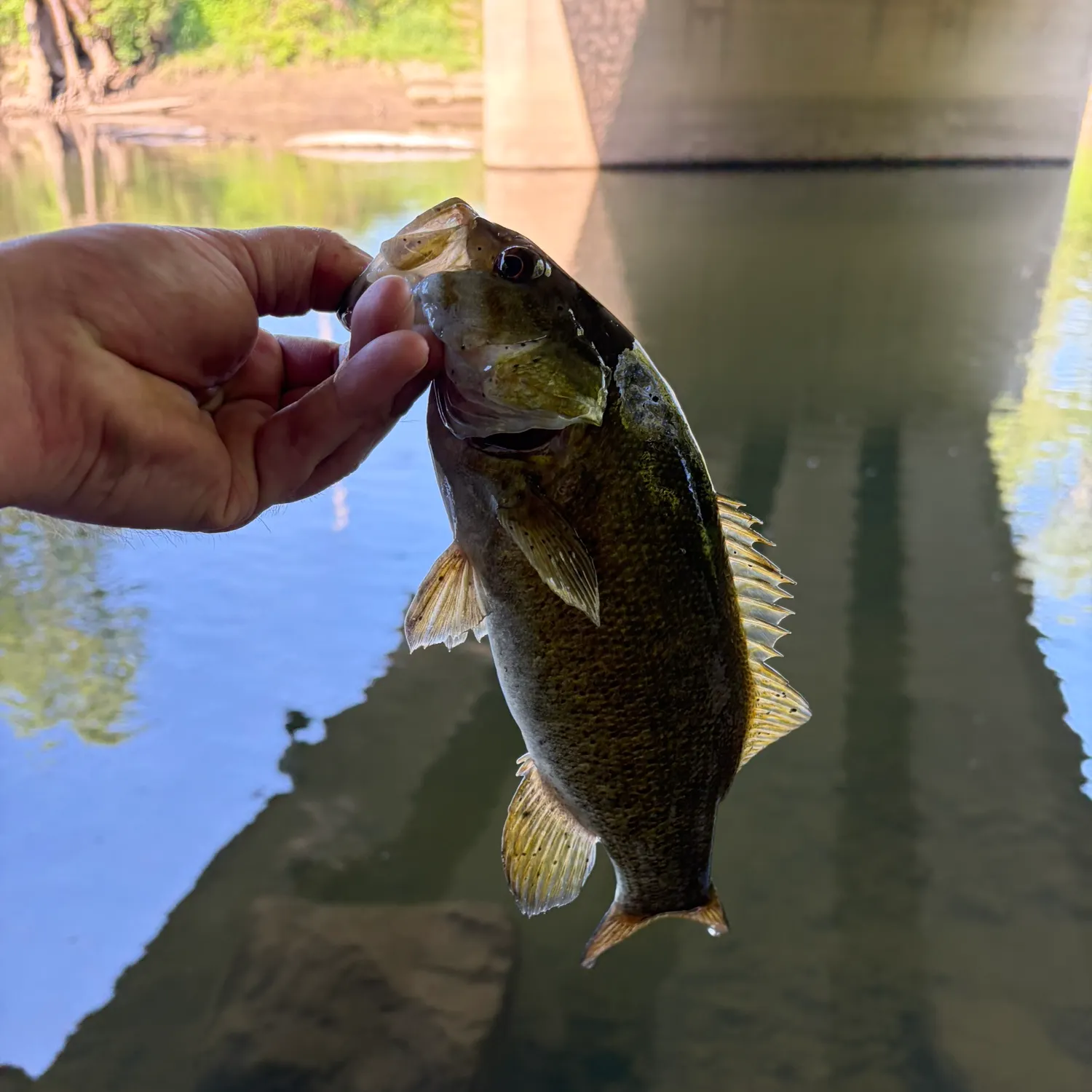 Fishing in Albion, PA (United States)  Find Spots, Species & Tips