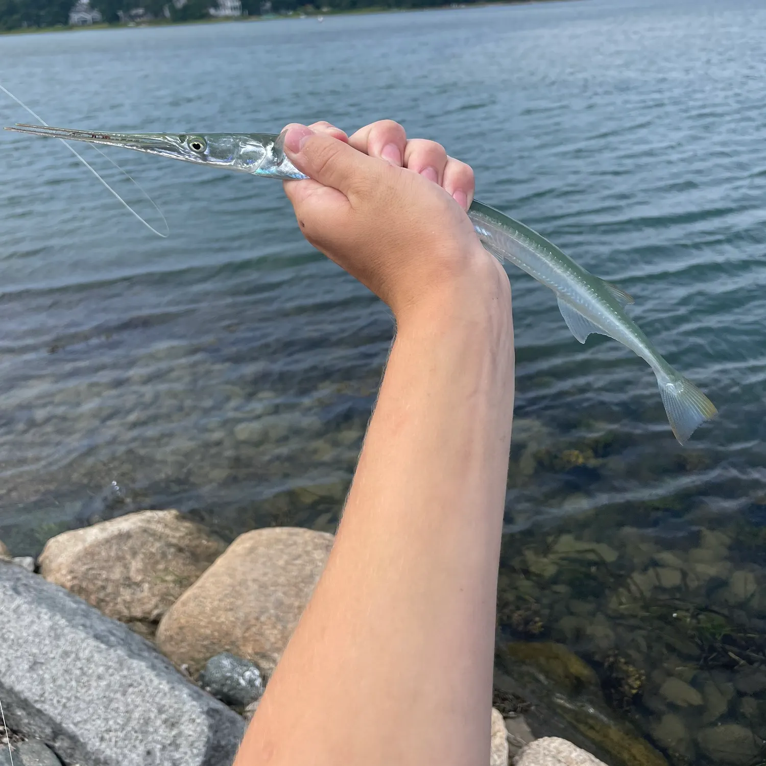 Atlantic needlefish caught on Fishbrain
