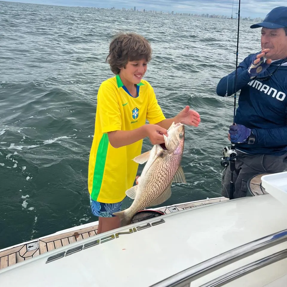 The most recent Whitemouth croaker catches on Fishbrain