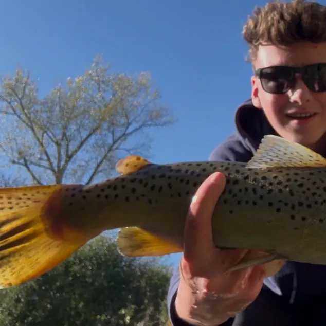 Brown trout caught on Fishbrain