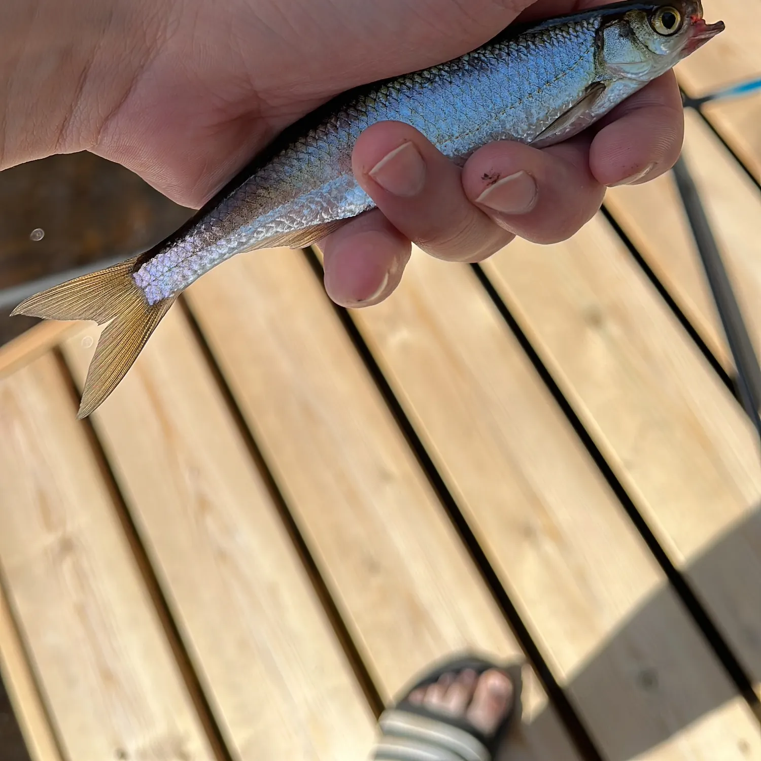 The most recent Common bleak catches on Fishbrain