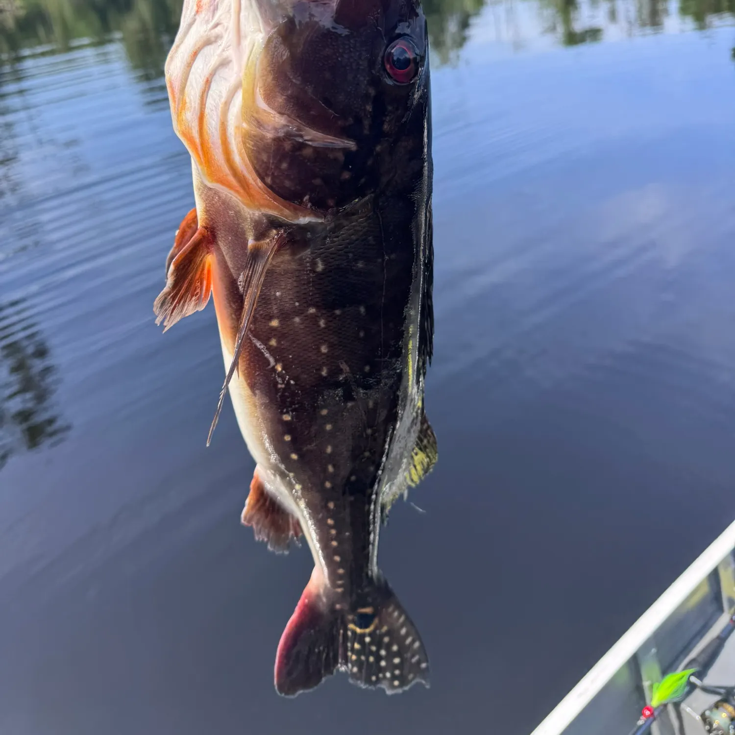 Speckled peacock bass caught on Fishbrain