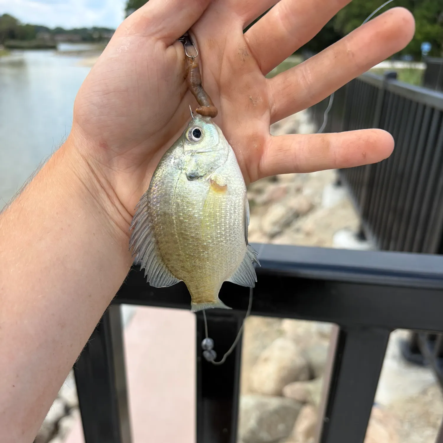 Bluegill caught on Fishbrain