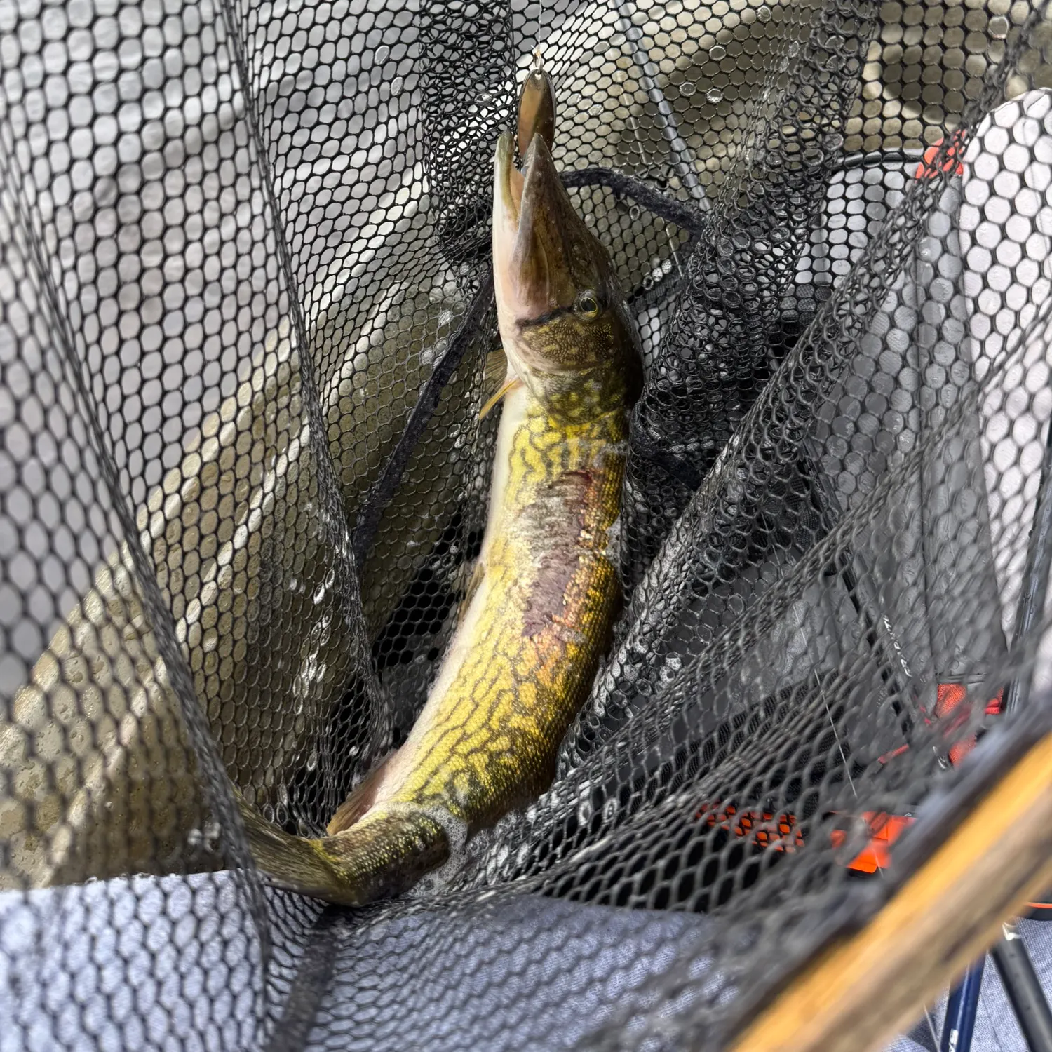 Chain pickerel caught on Fishbrain