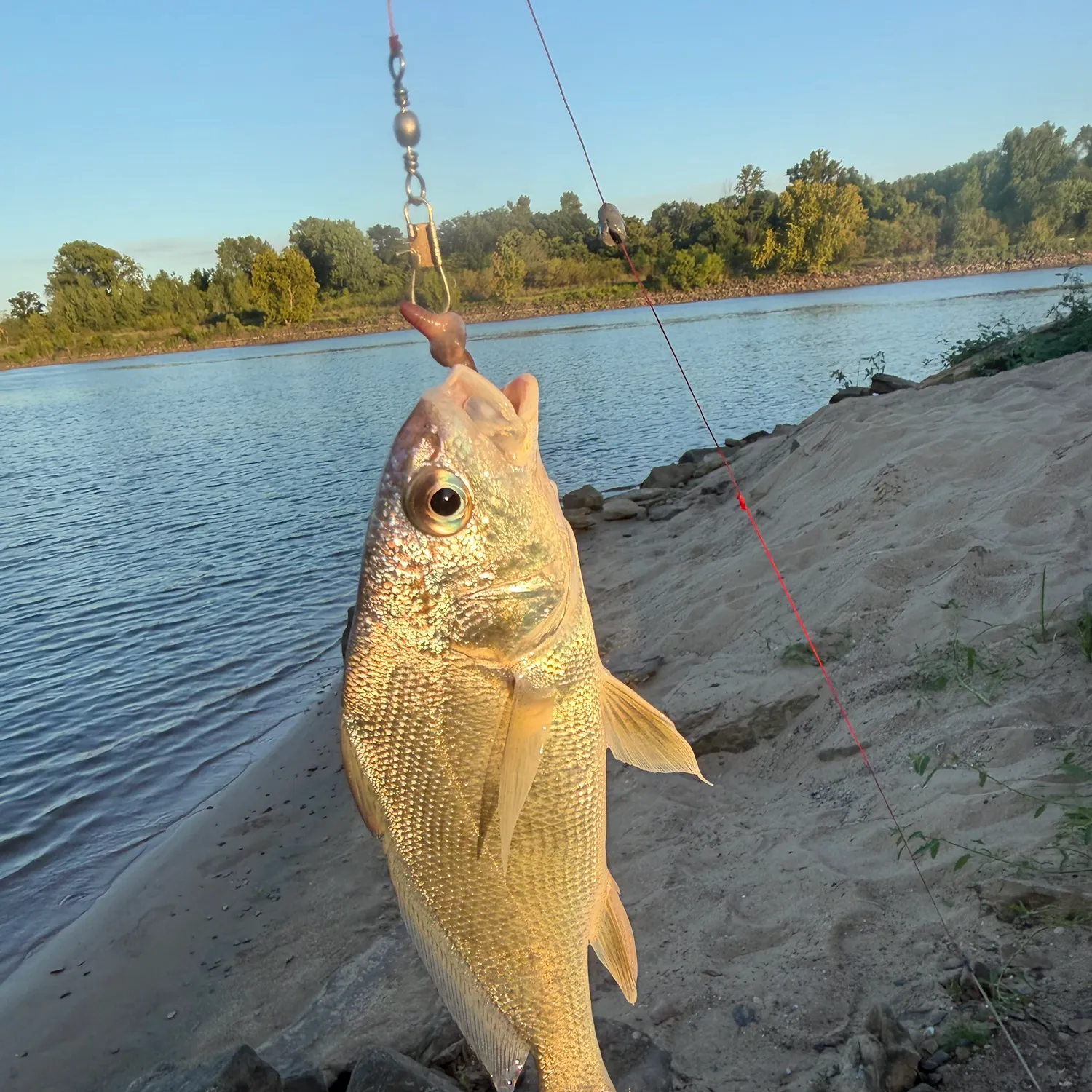 Freshwater drum caught on Fishbrain