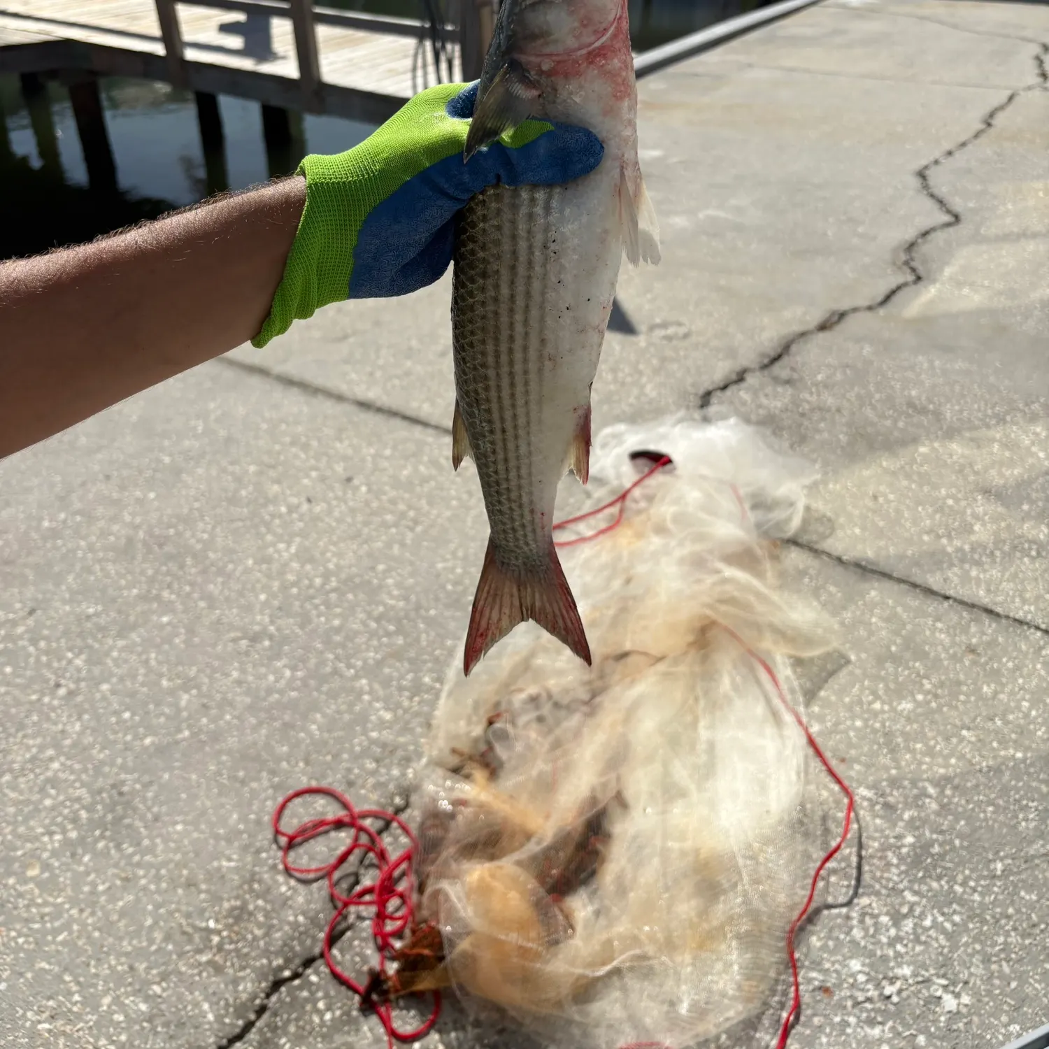 The most recent Striped mullet catches on Fishbrain