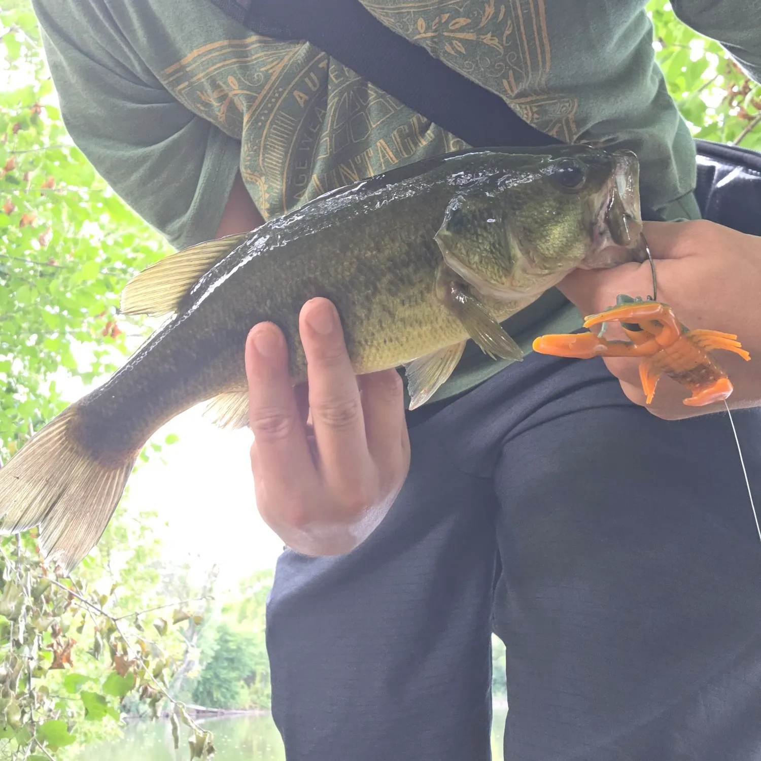 Largemouth bass caught on Fishbrain