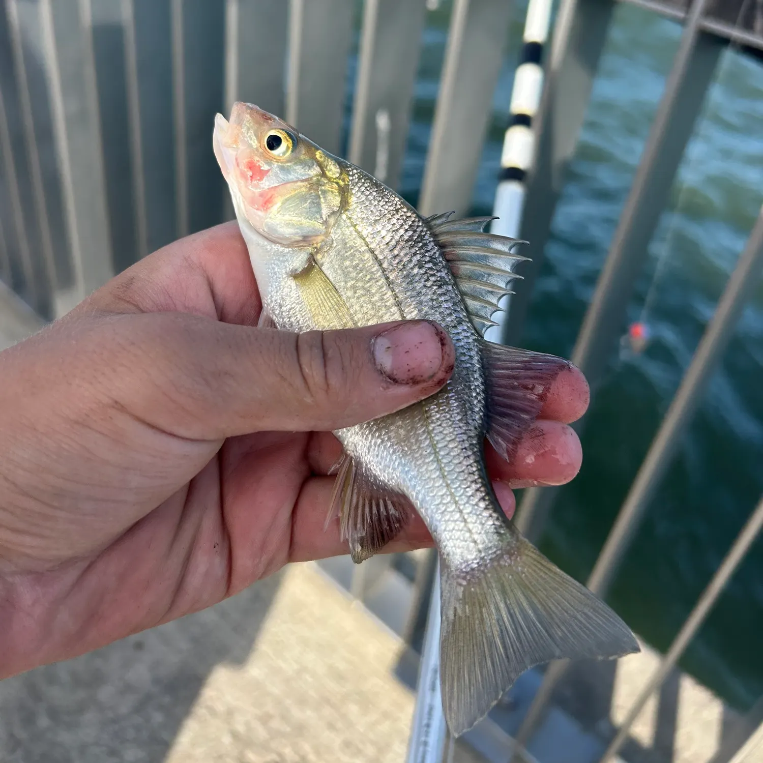 White perch caught on Fishbrain
