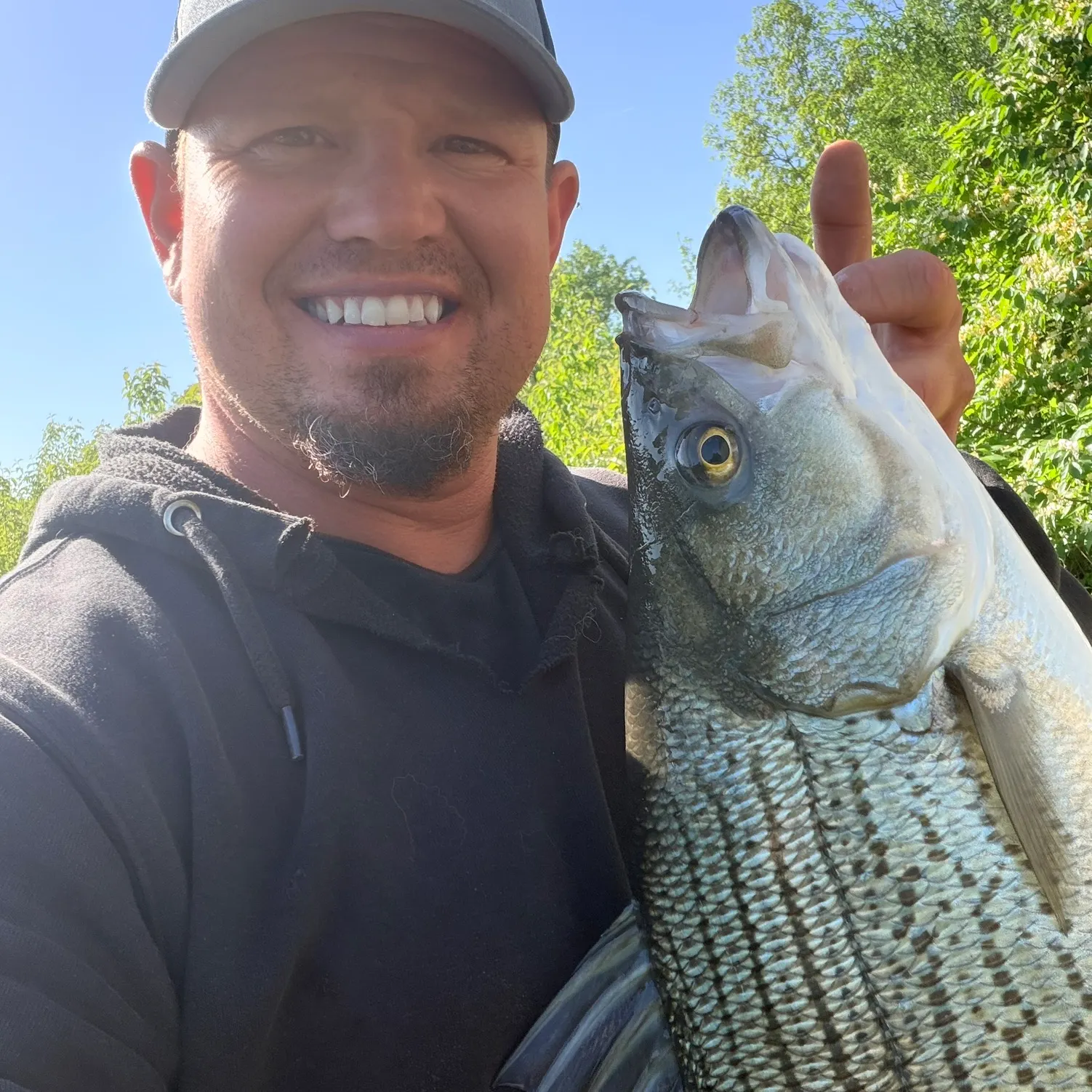 The most recent Hybrid striped bass catches on Fishbrain