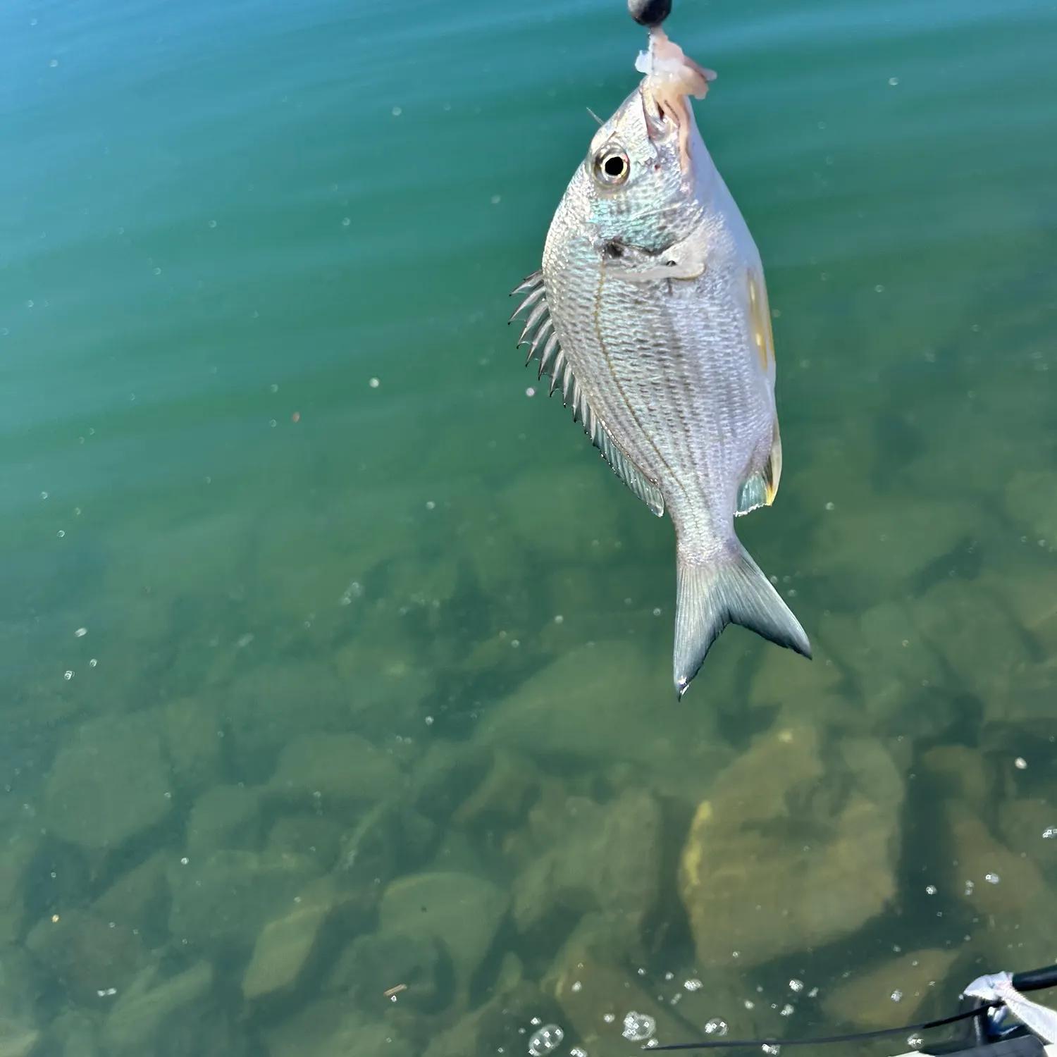 The most recent Surf bream catches on Fishbrain