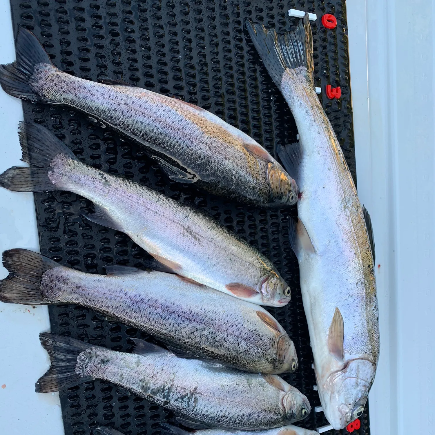 recently logged catches