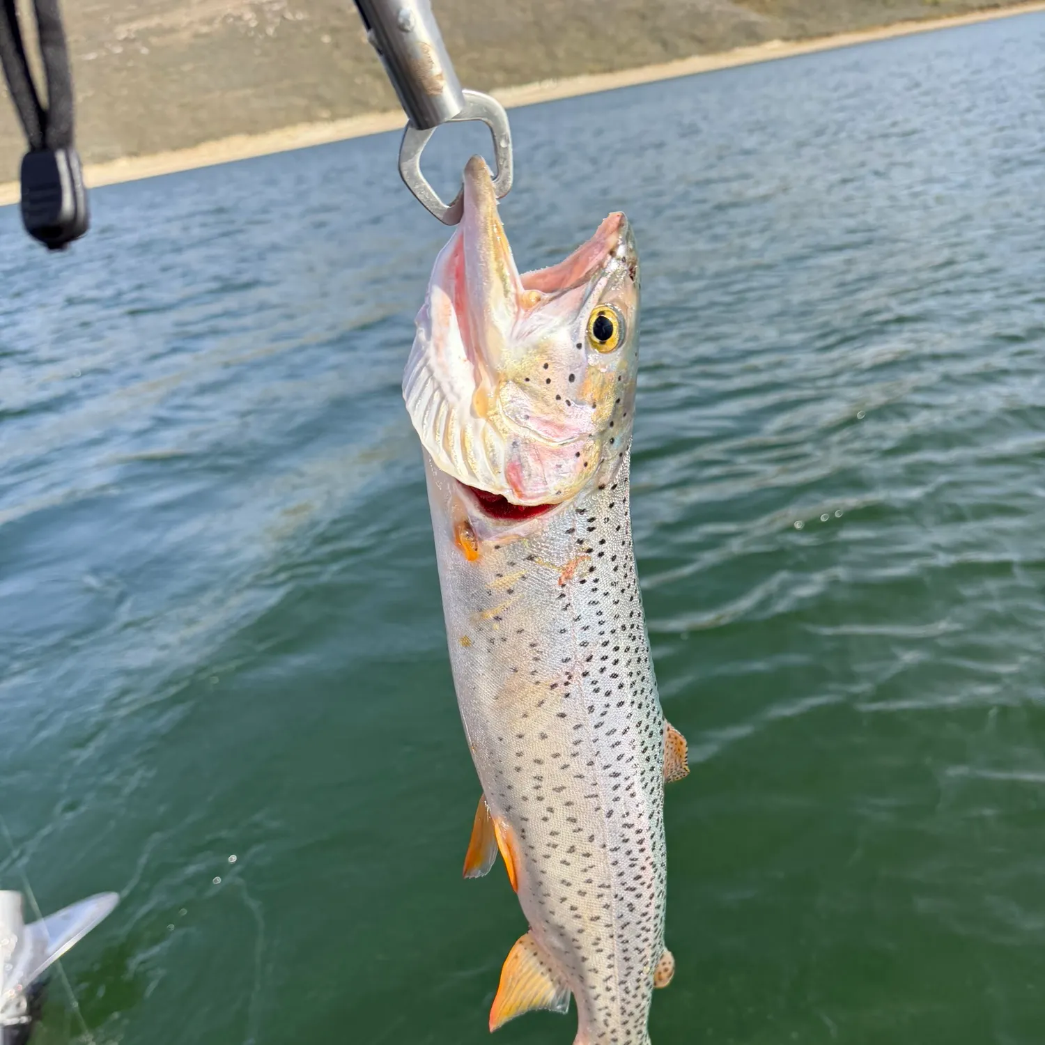 Cutthroat trout caught on Fishbrain