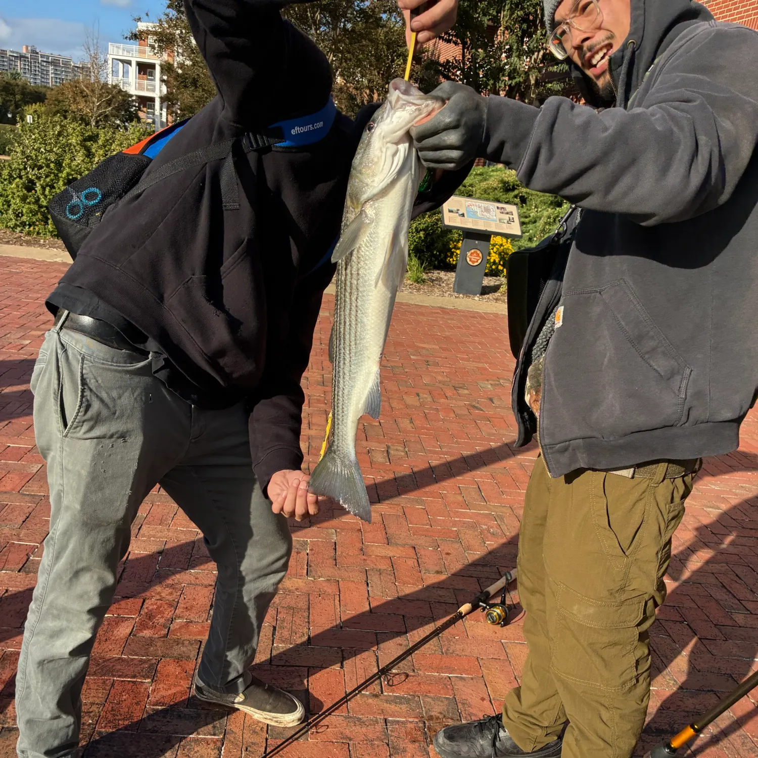 Striped bass caught on Fishbrain