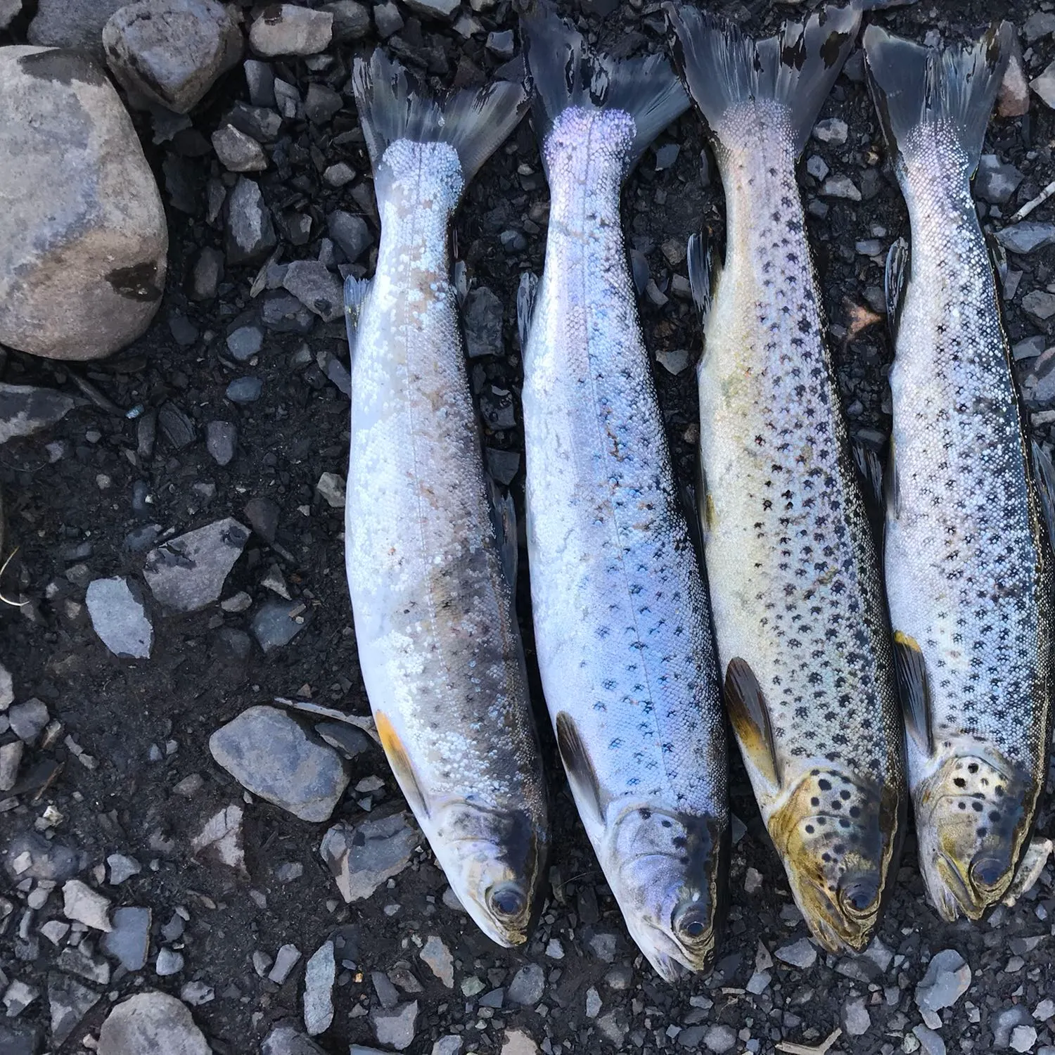 recently logged catches