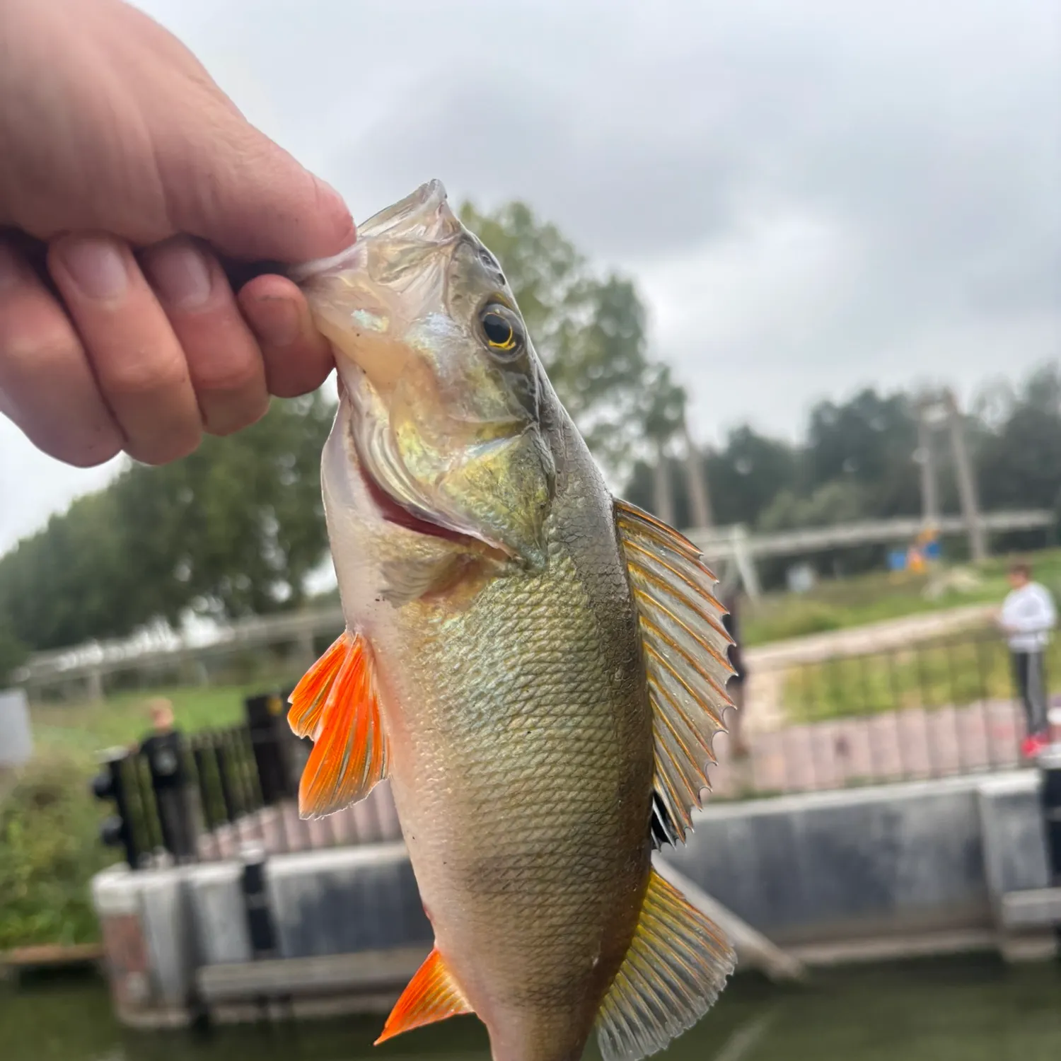 European perch caught on Fishbrain