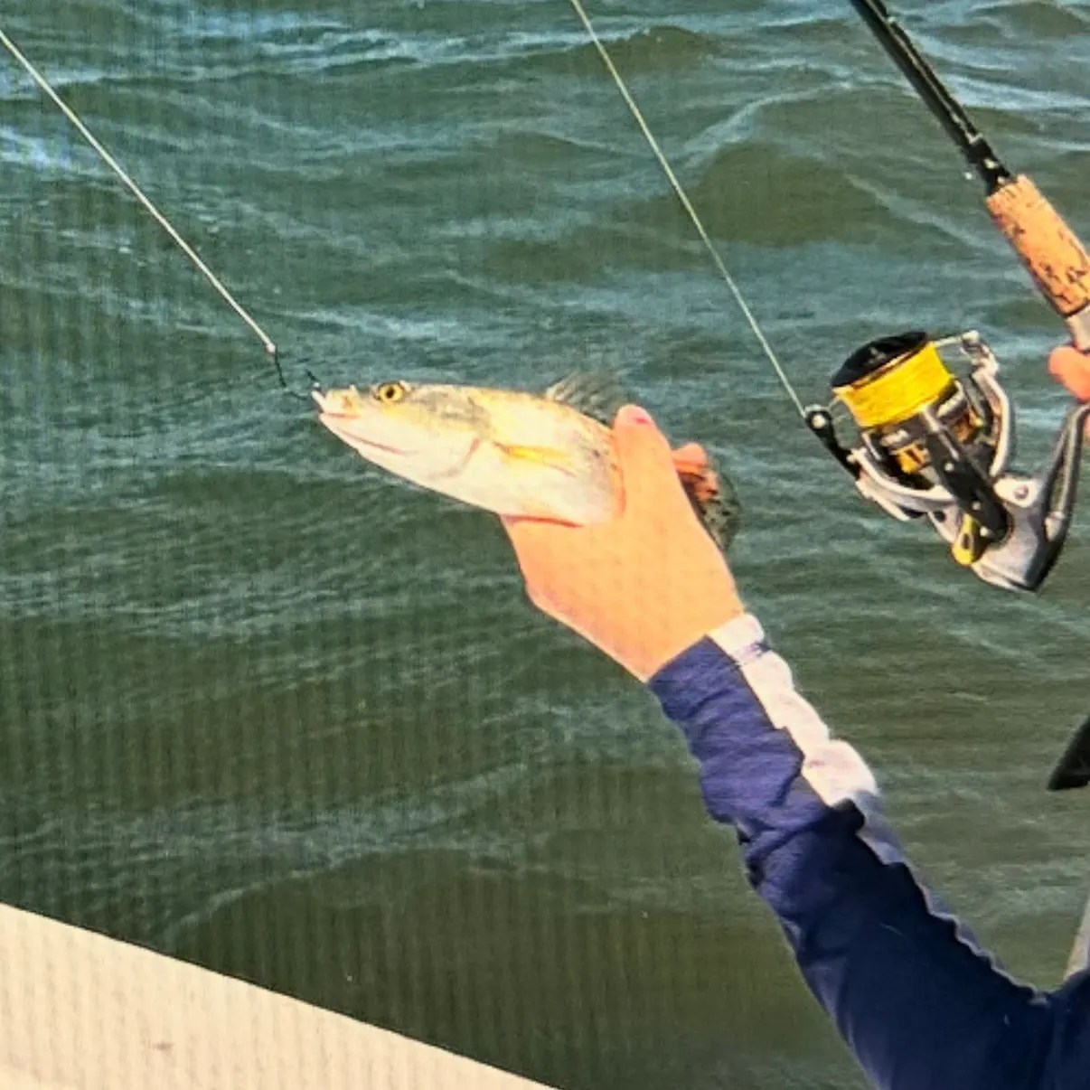 The most recent Stolzmann's weakfish catches on Fishbrain